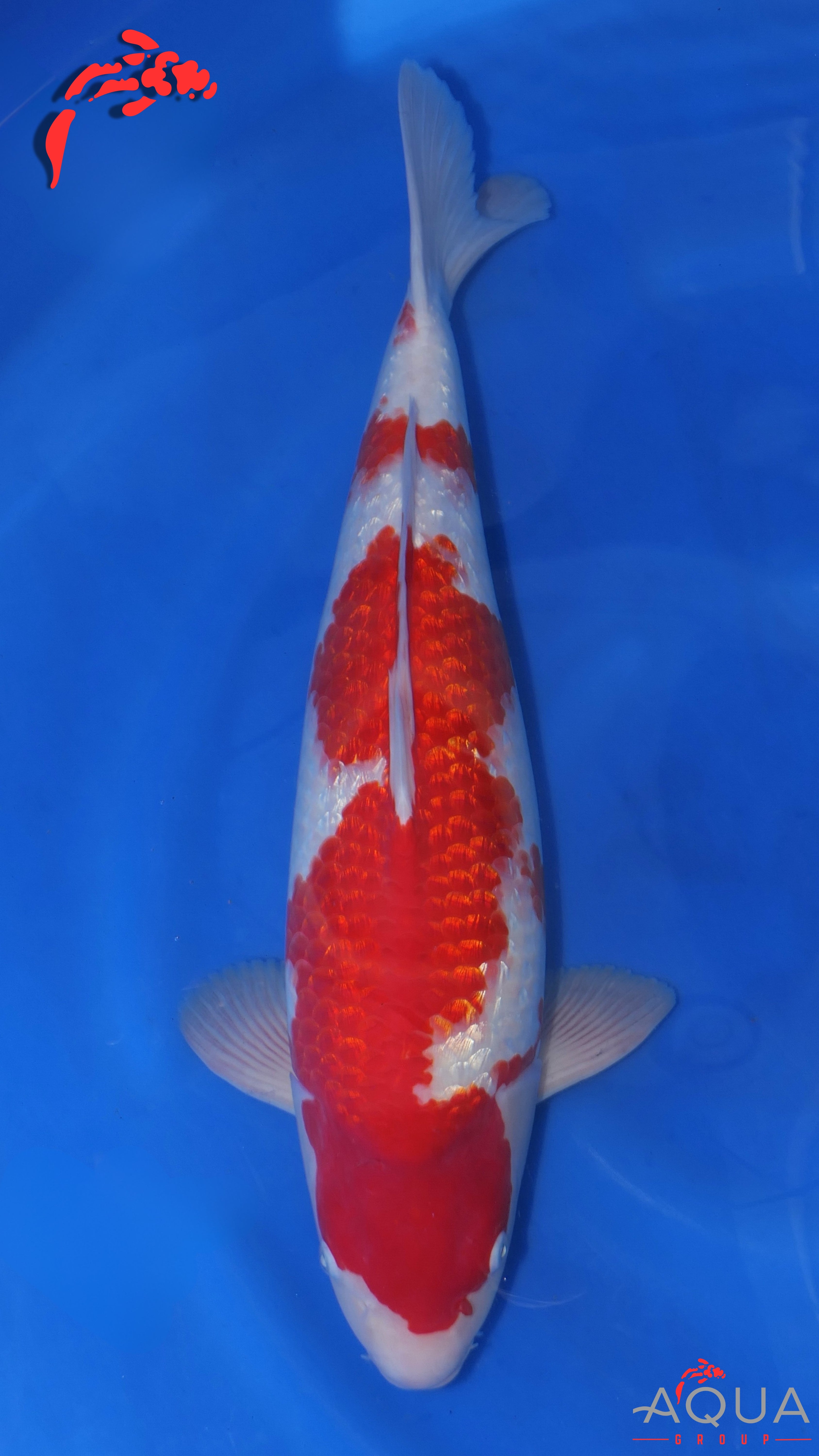 Gin Rin Kohaku - Ogata - Nisai - #01