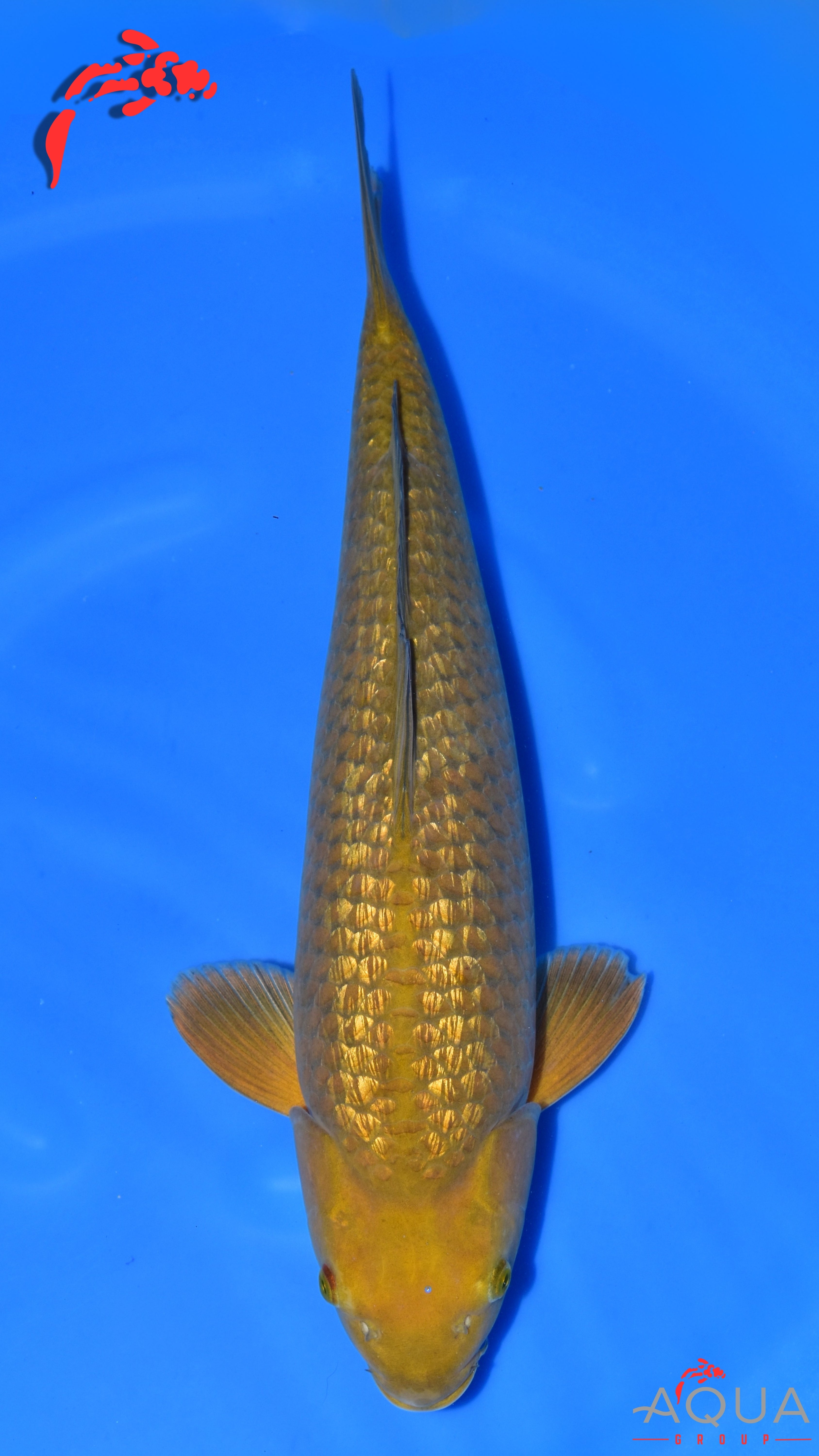 Gin Rin Chagoi - Ogata - Nisai - #01