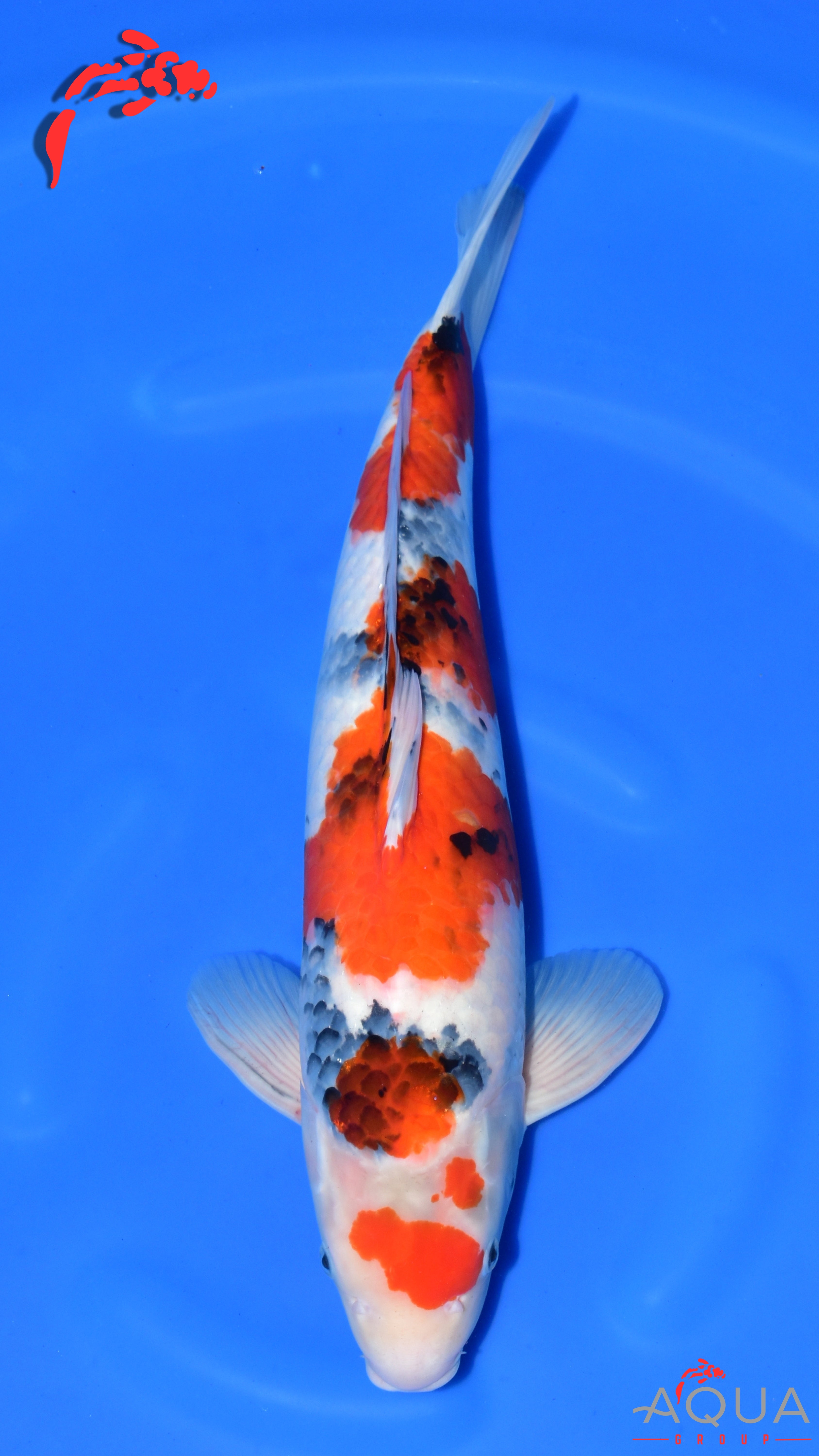 Showa - Maruchiku - Nisai - #03