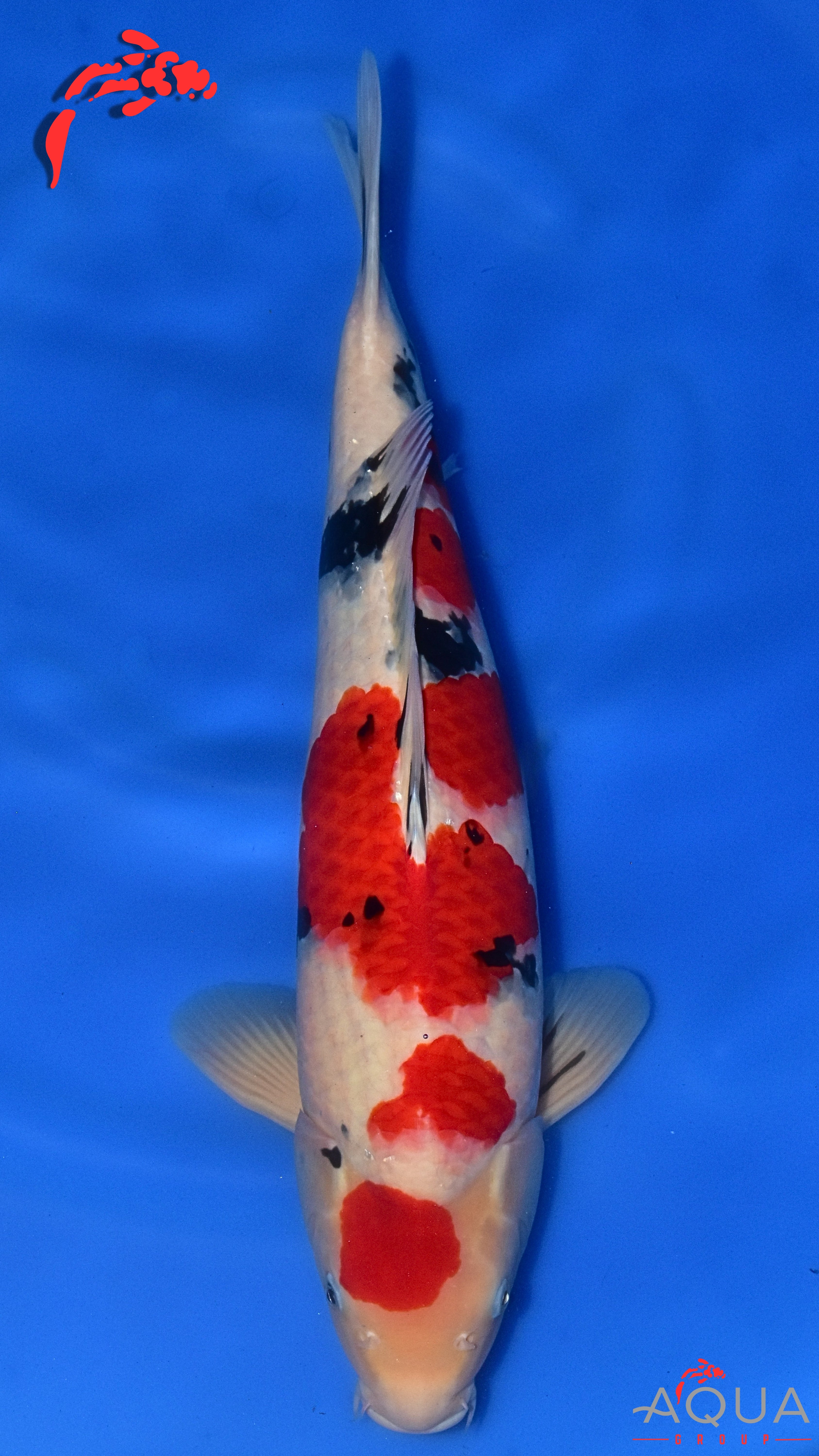 Sanke - Okawa - Nisai - #04