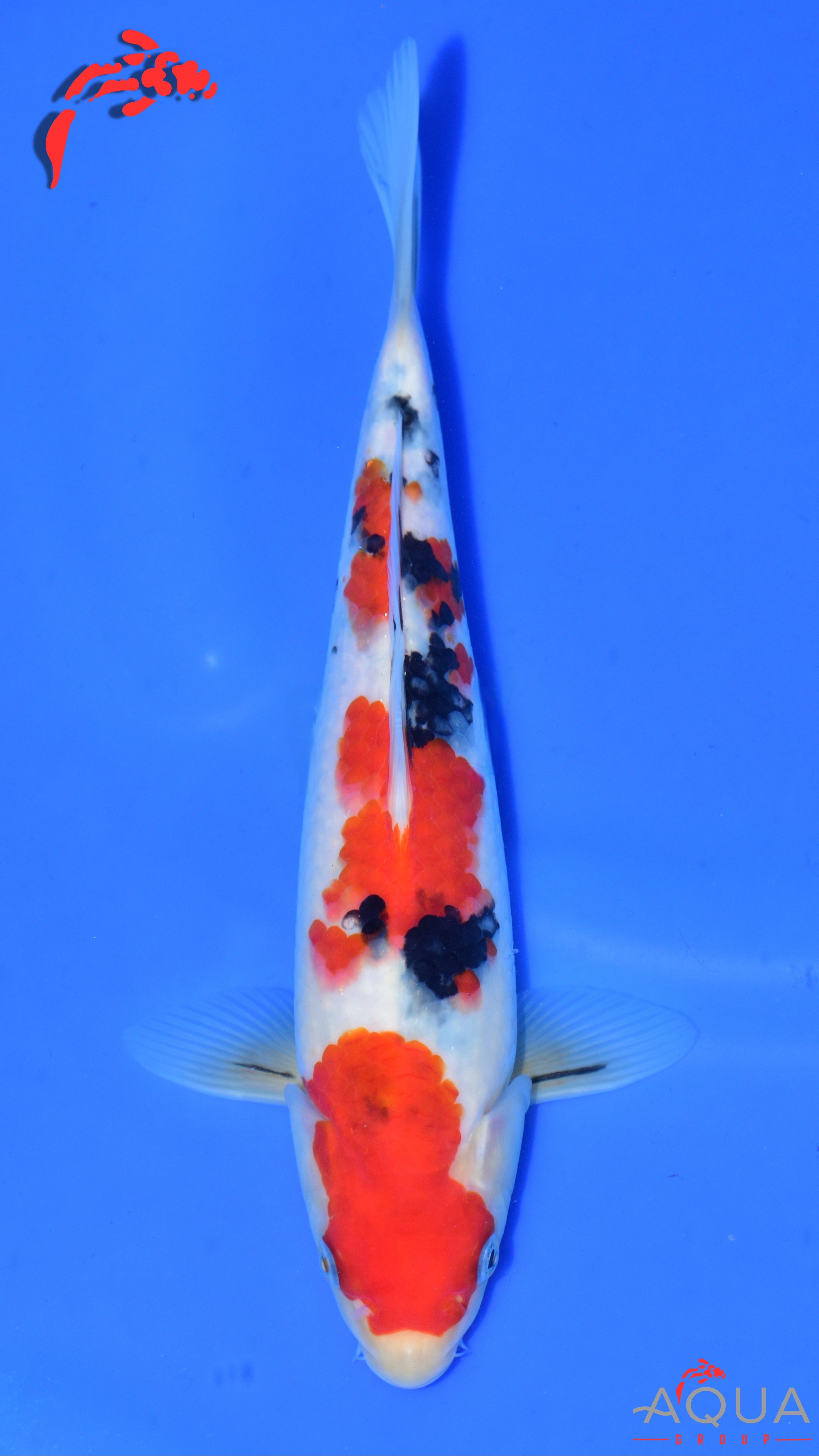 Sanke - Suetsugu - Tosai - #05