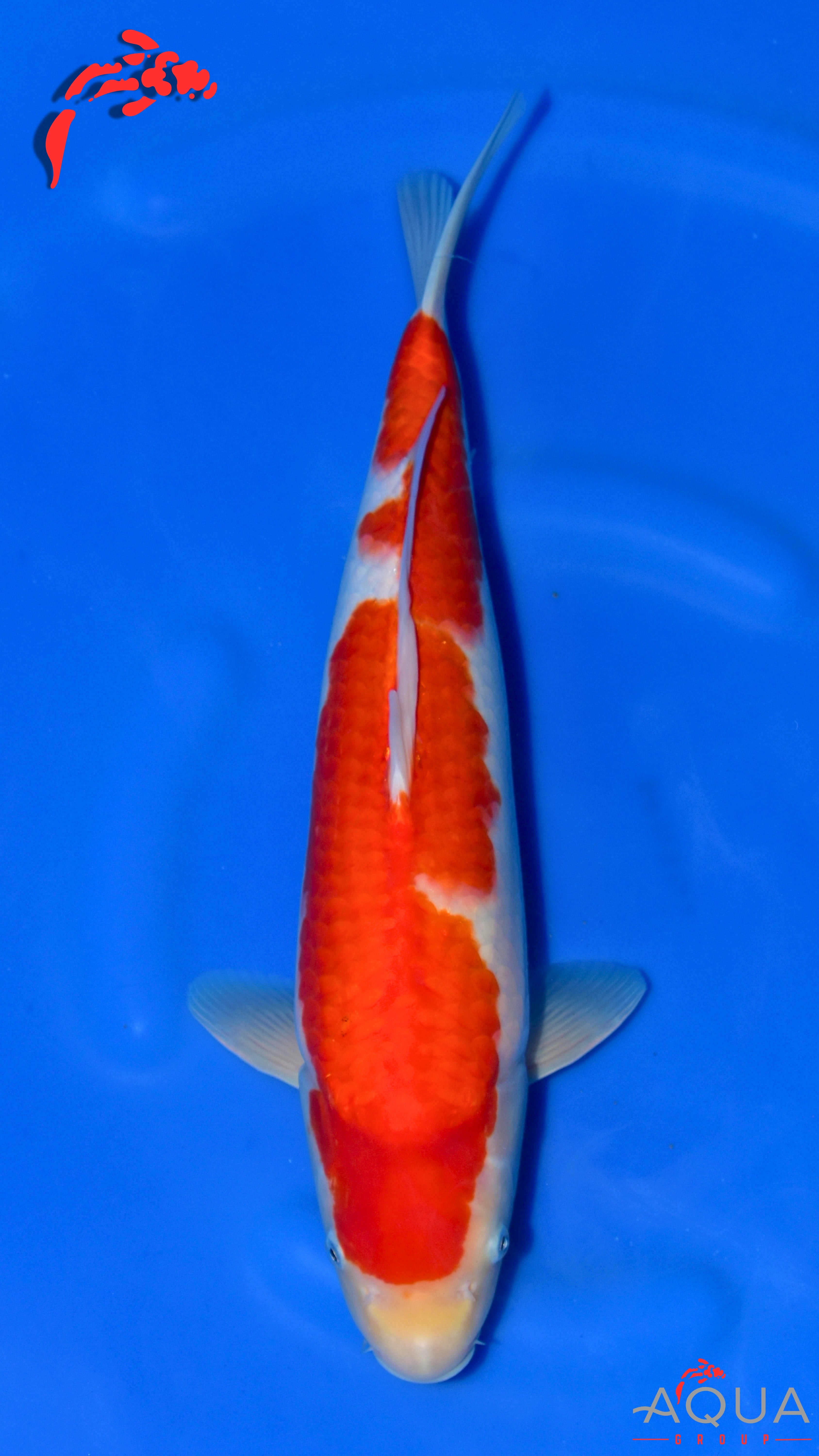 Kohaku - Maruchiku - Nisai - #05