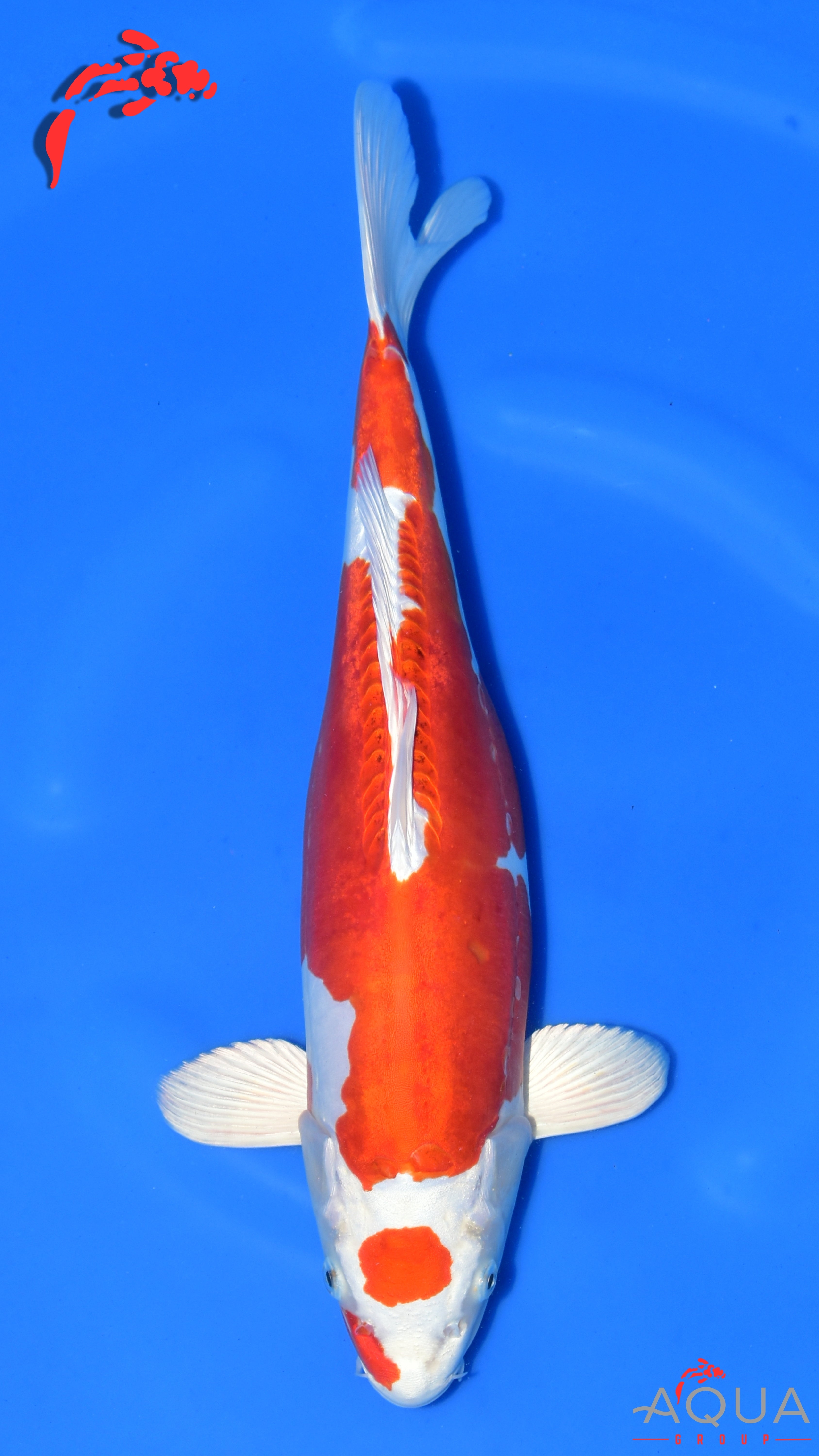 Kikusui - Ogata - Nisai - #01