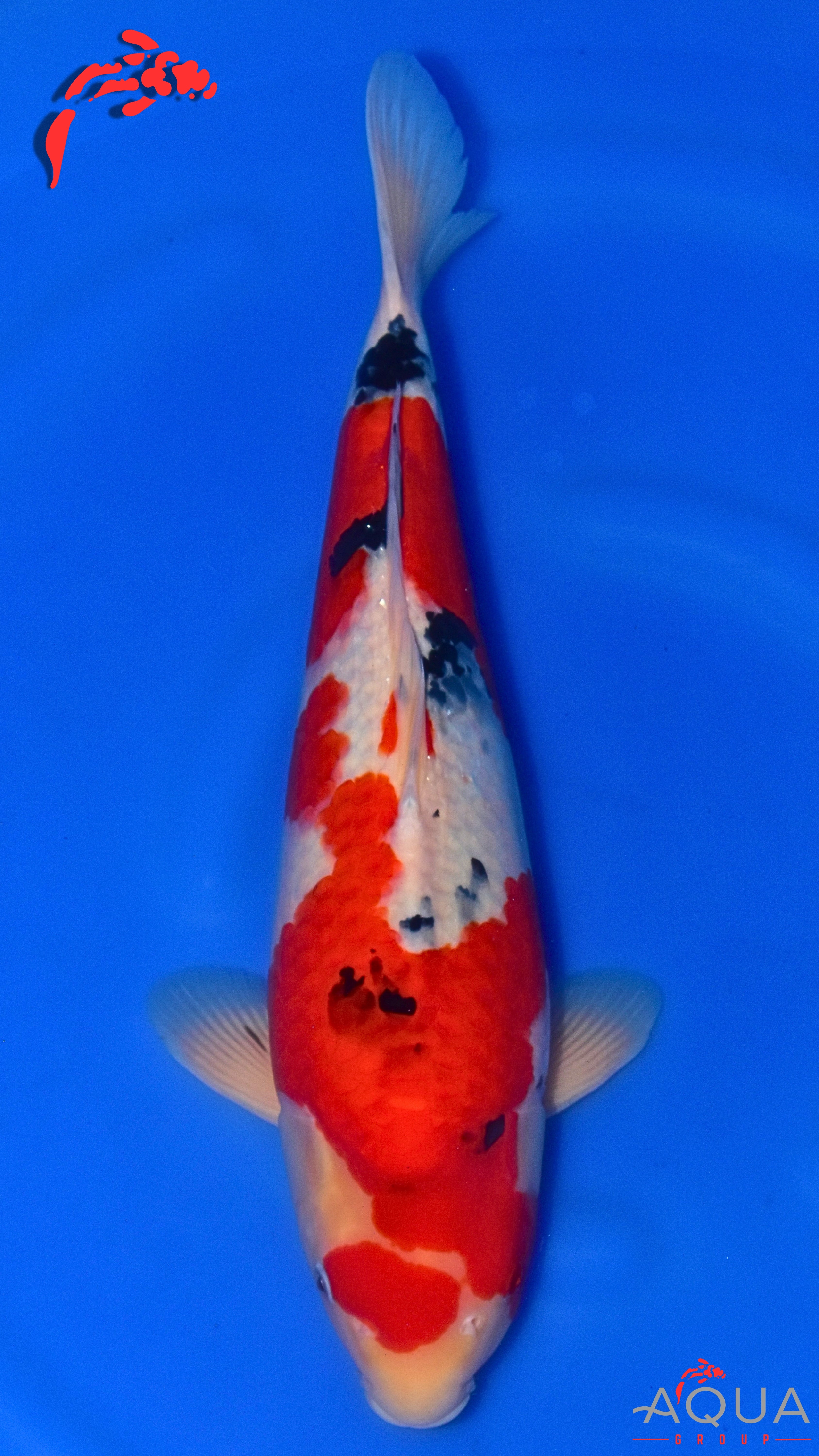 Sanke - Okawa - Nisai - #03