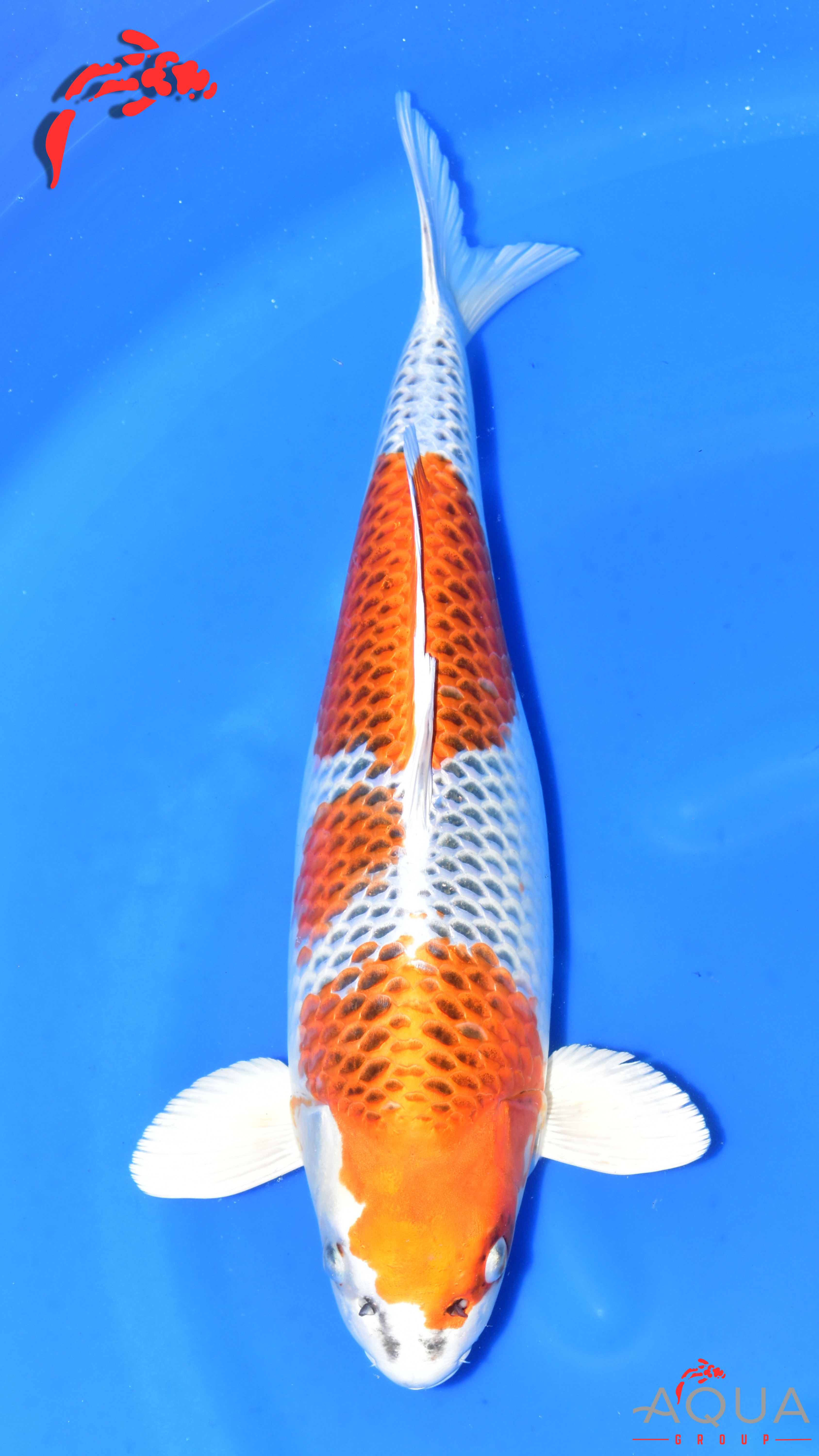 Kujaku - Suetsugu - Nisai - #01