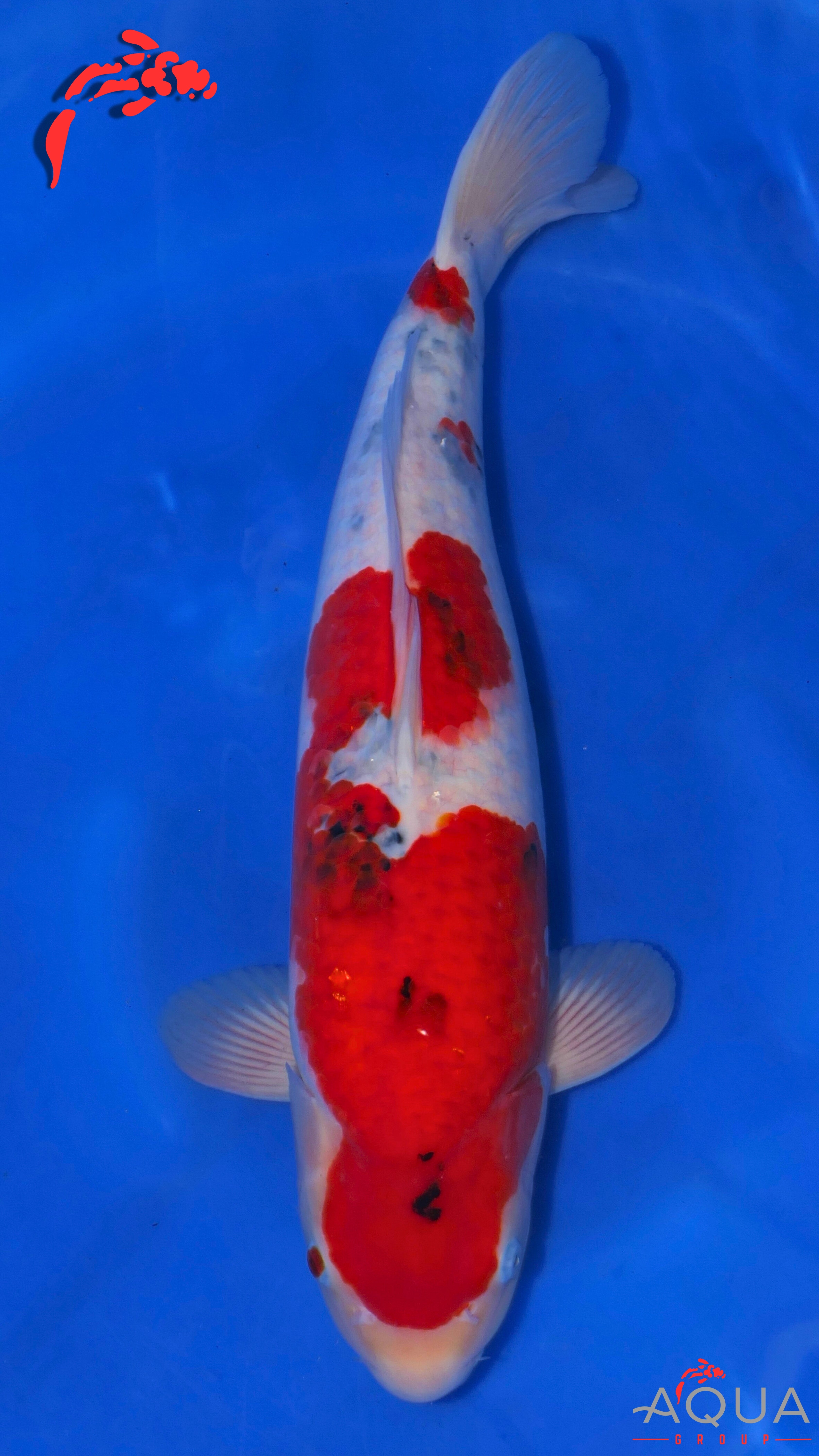 Sanke - Ogata - Nisai - #01