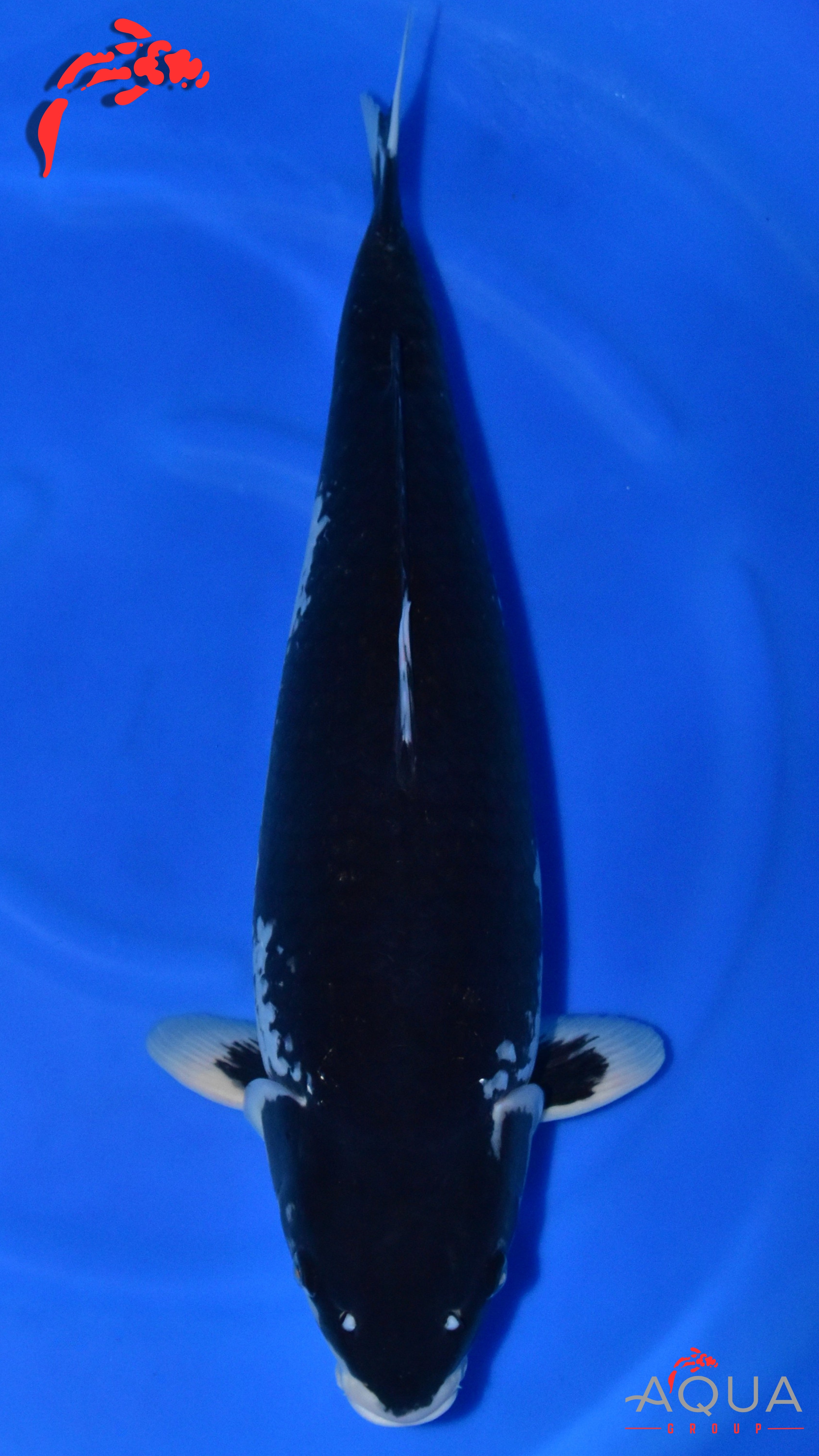 Hajiro - Okawa - Sansai - #01