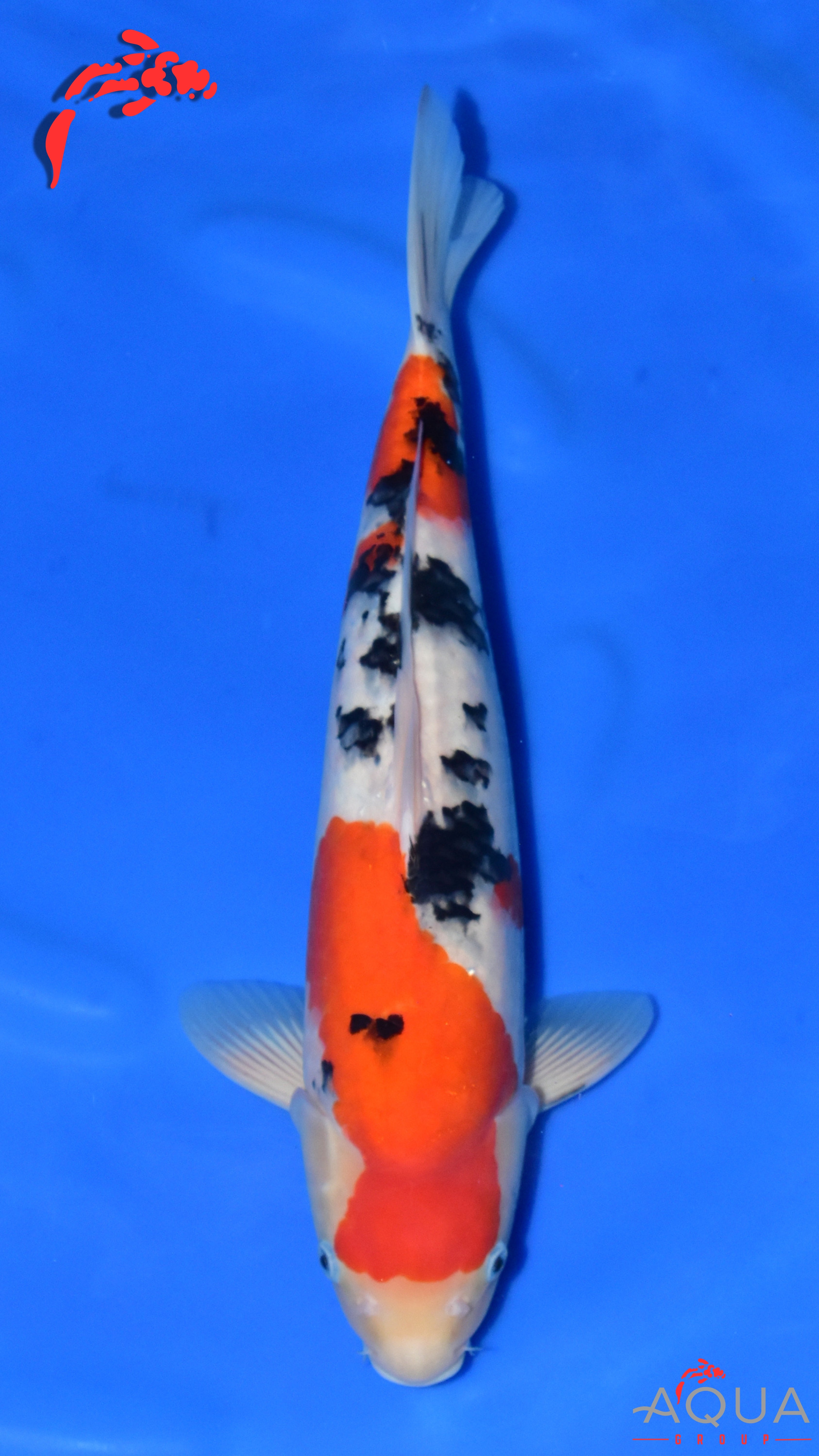 Sanke - Maruchiku - Nisai - #01