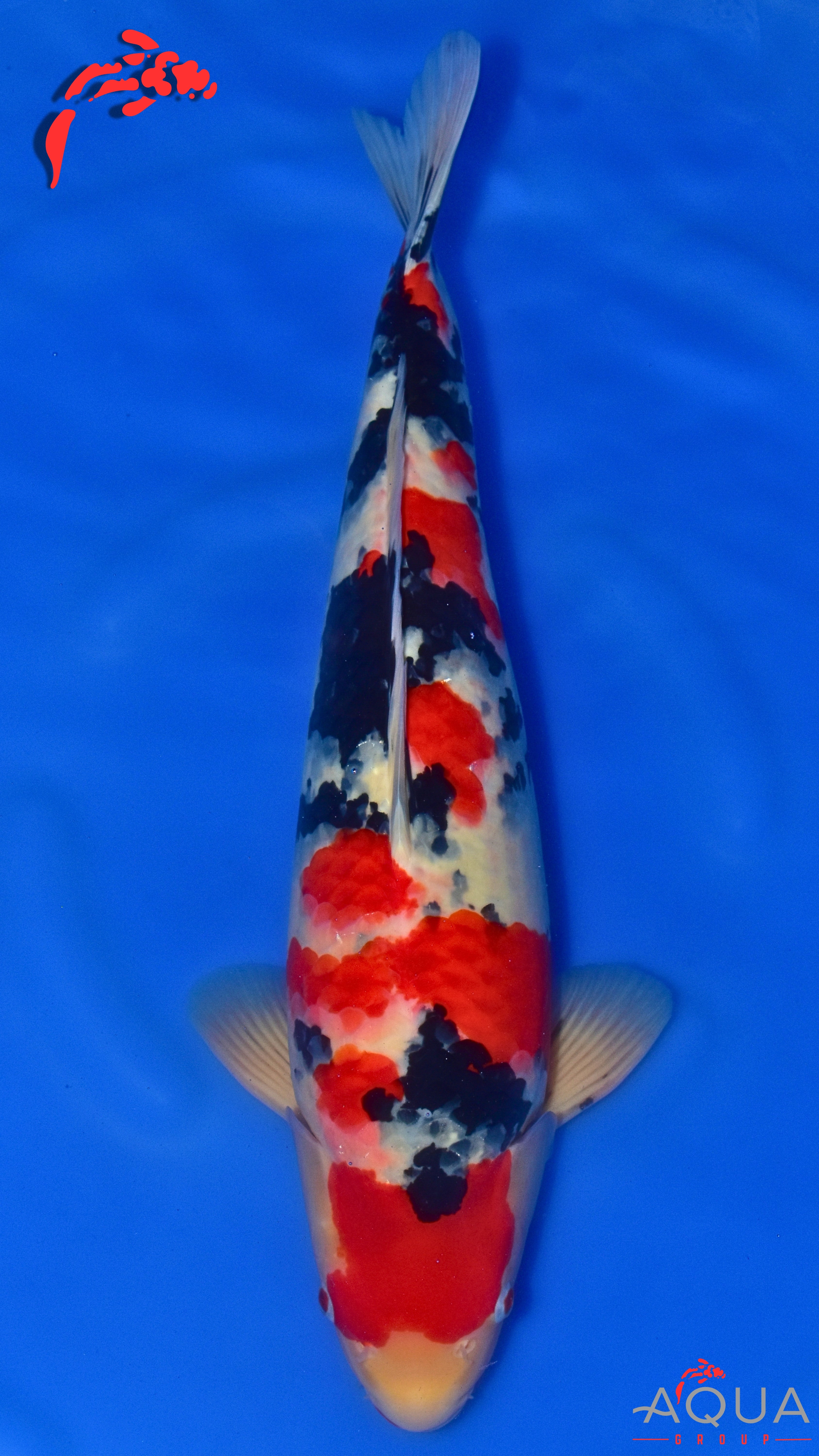 Sanke - Okawa - Nisai - #02