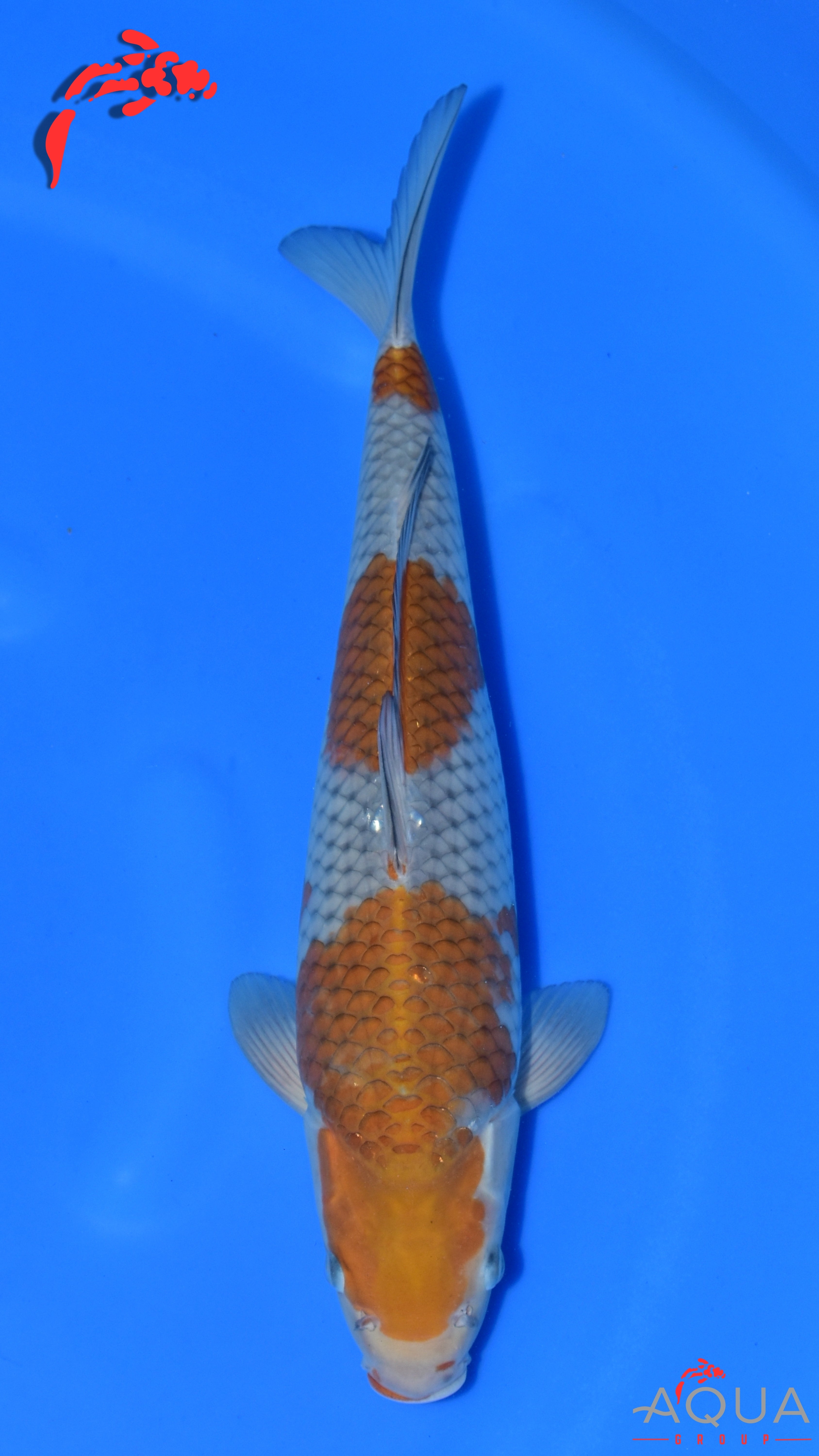 Ochiba - Ogata - Nisai - #01