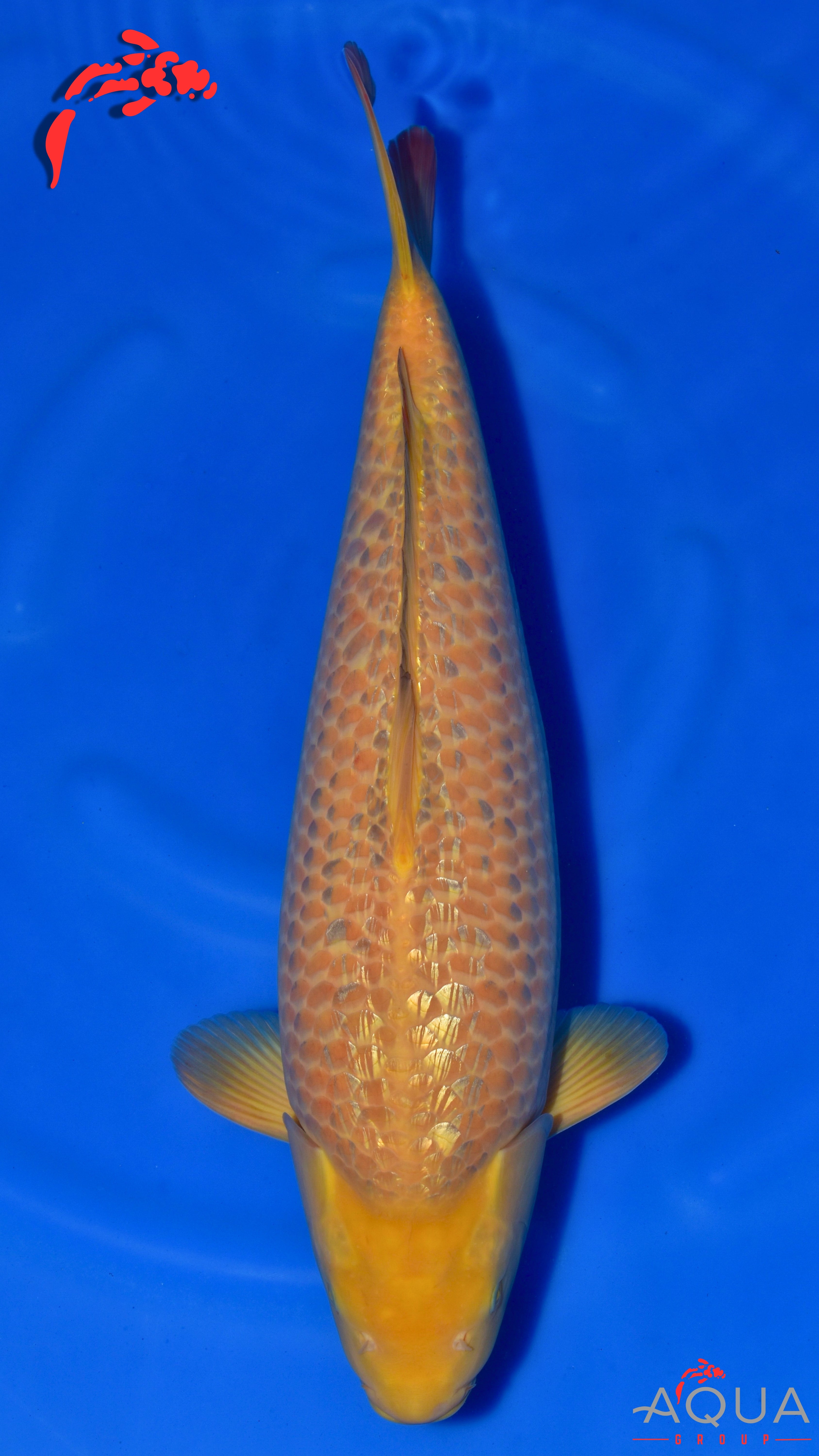 Gin Rin Karashigoi - Okawa - Nisai - #01