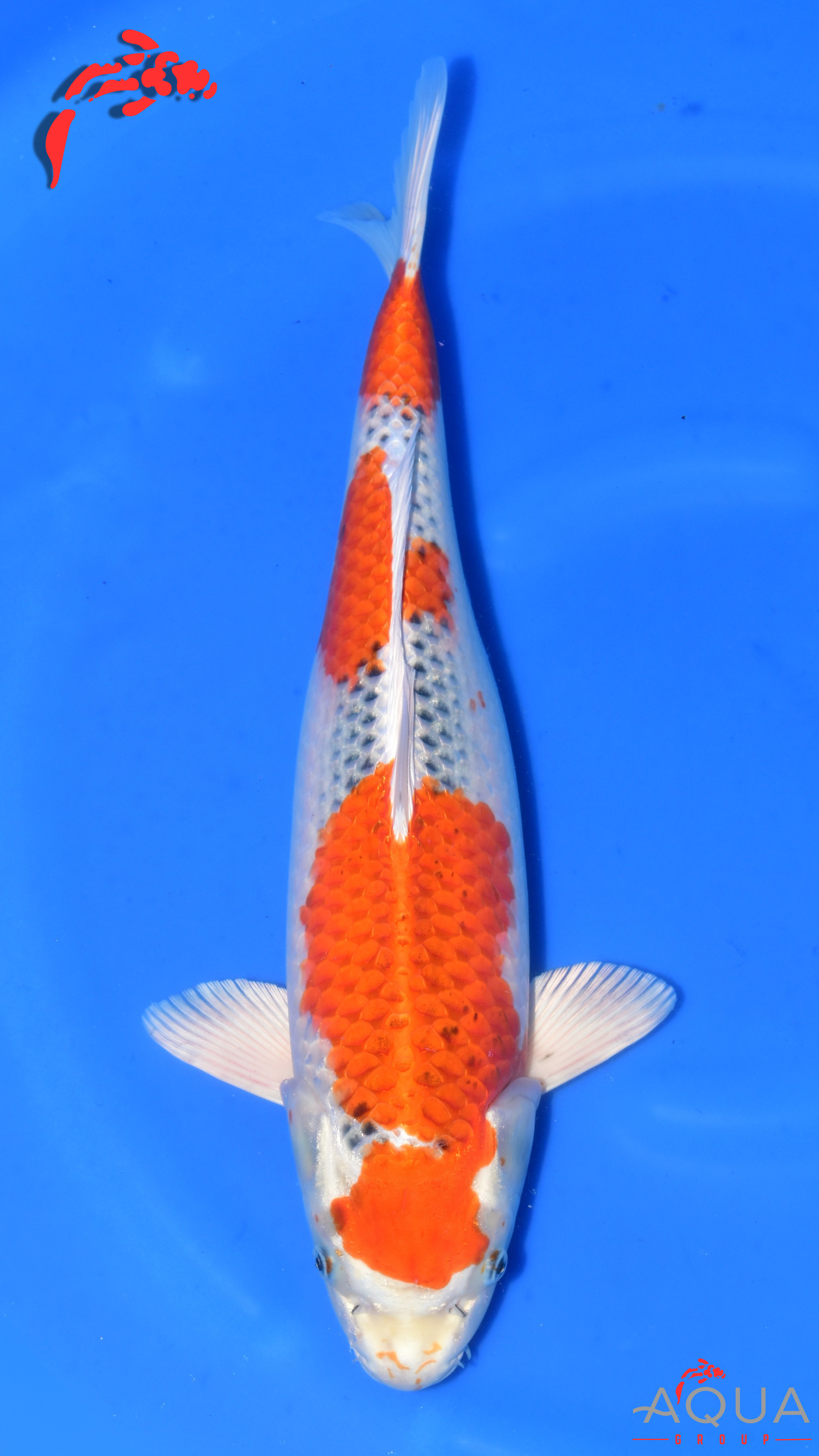 Kujaku - Suetsugu - Nisai - #02