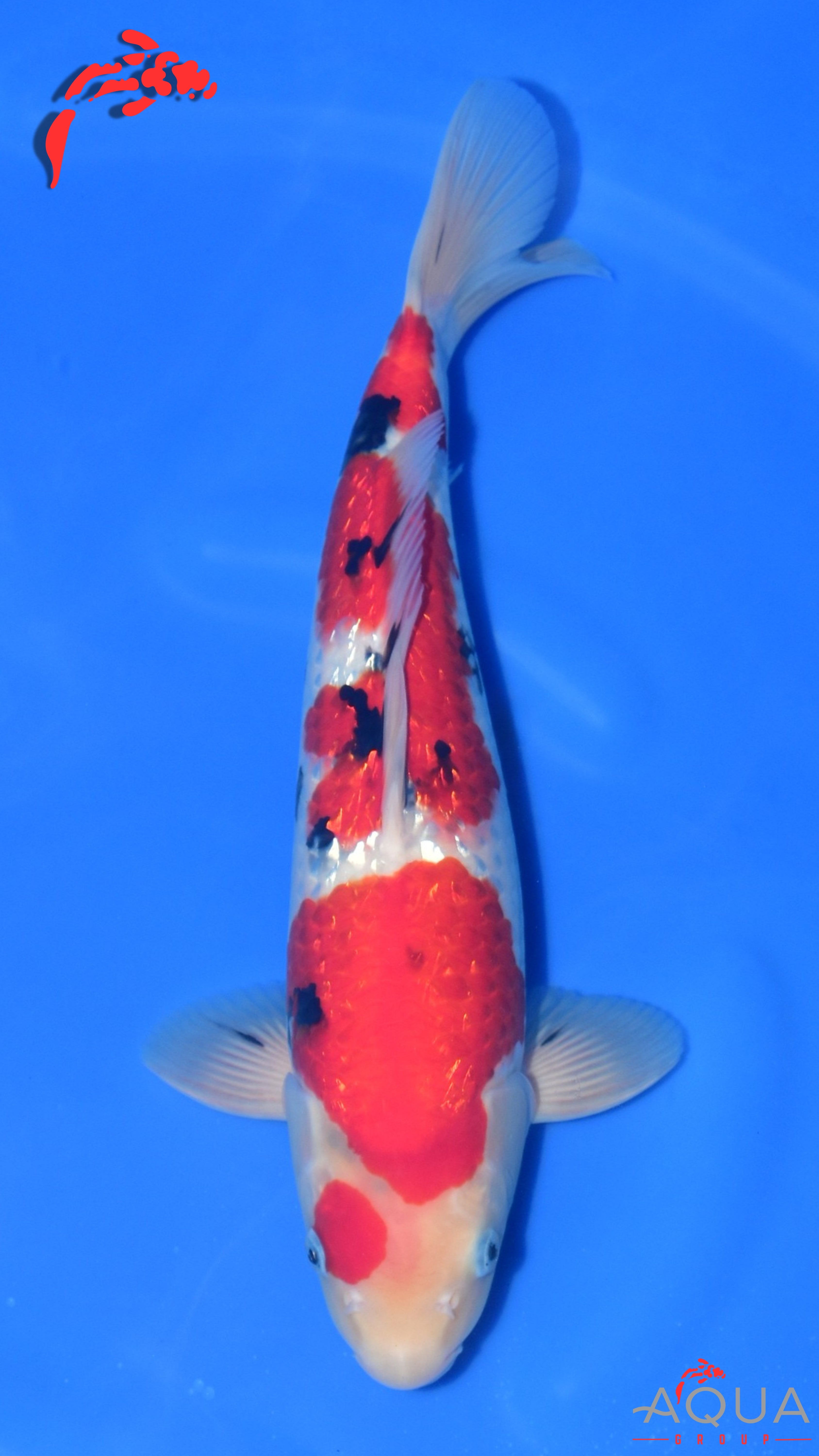 Gin Rin Sanke - Maruchiku - Nisai - #01