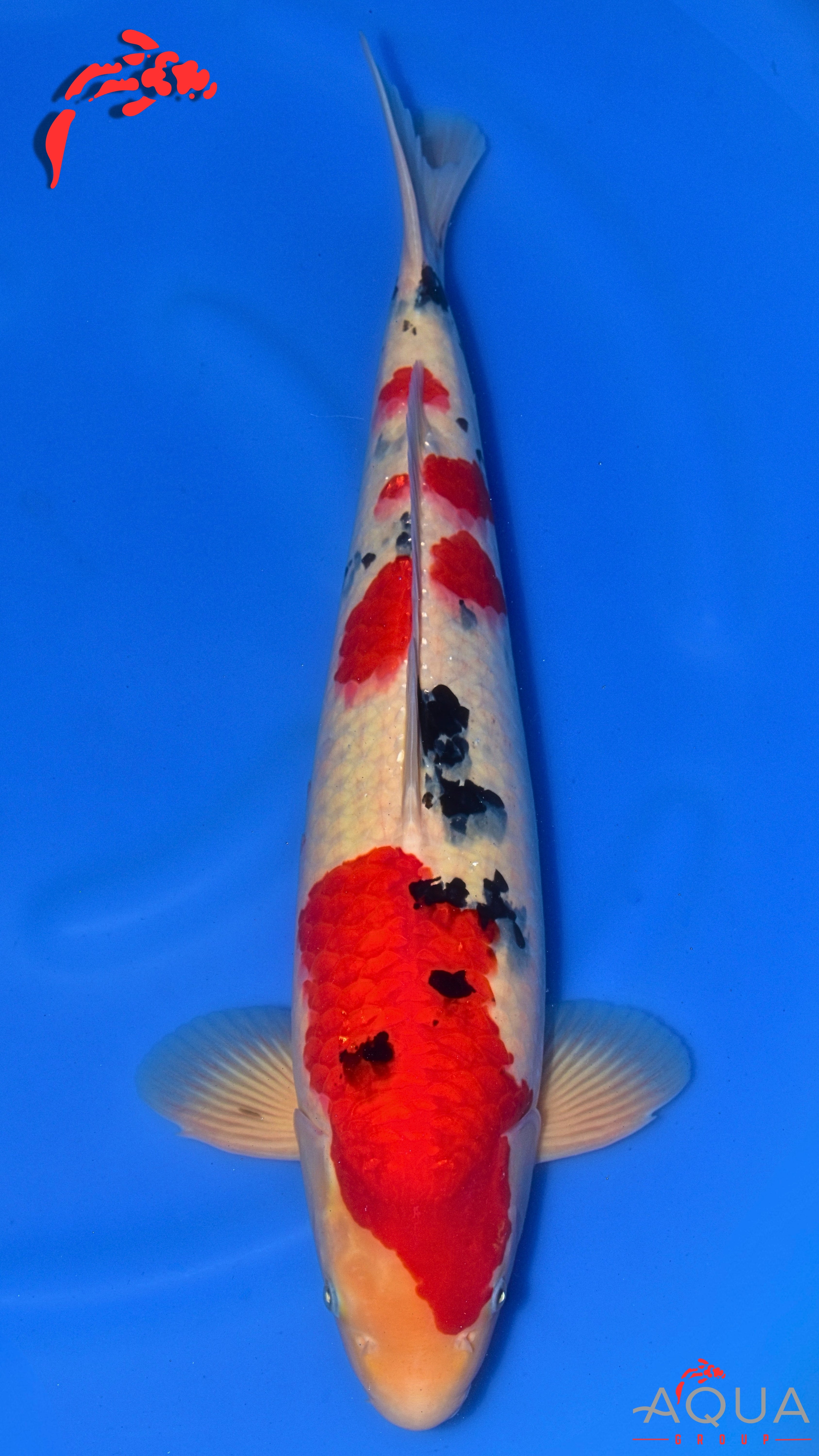 Sanke - Okawa - Nisai - #01