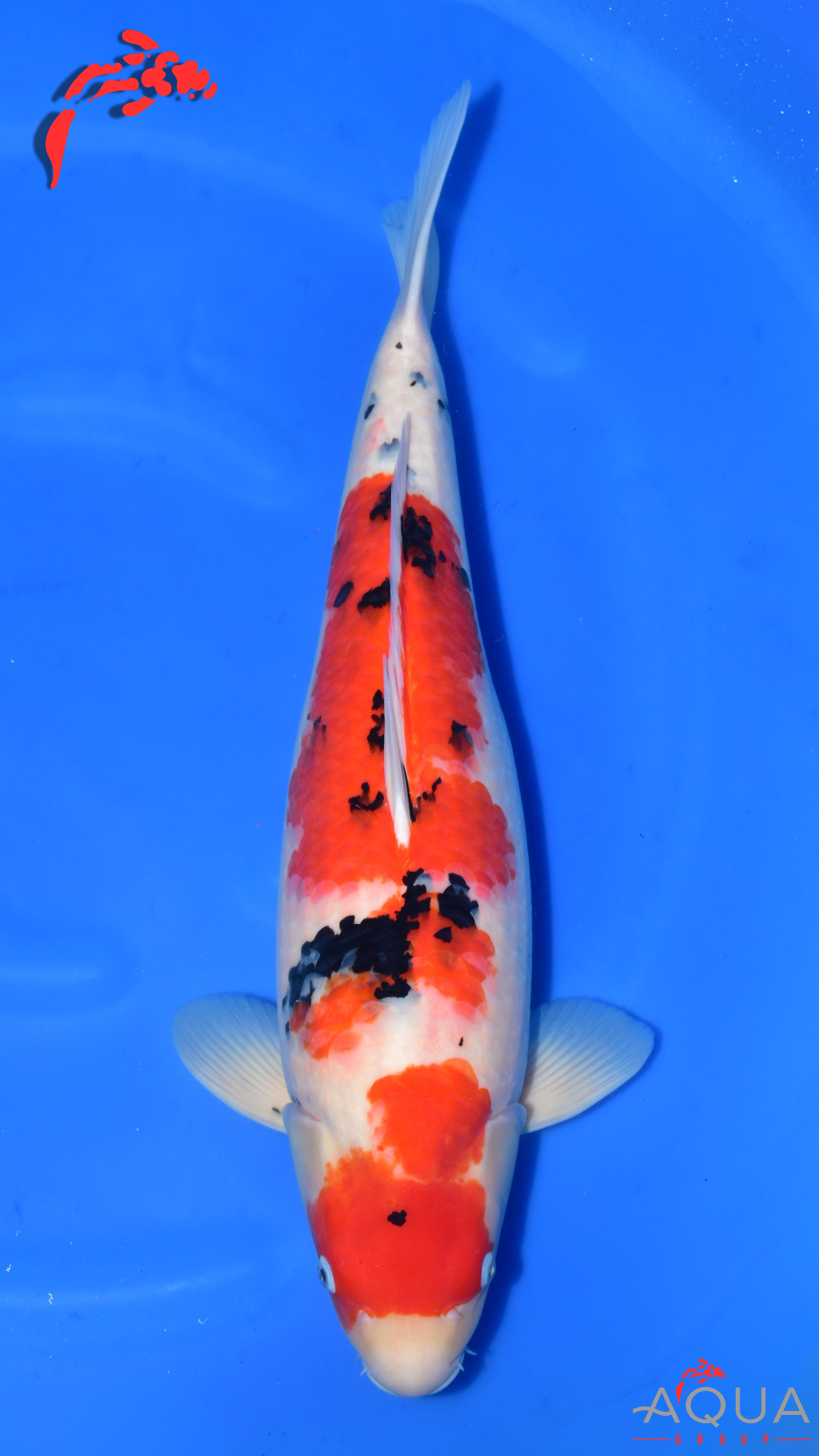 Sanke - Suetsugu - Nisai - #01