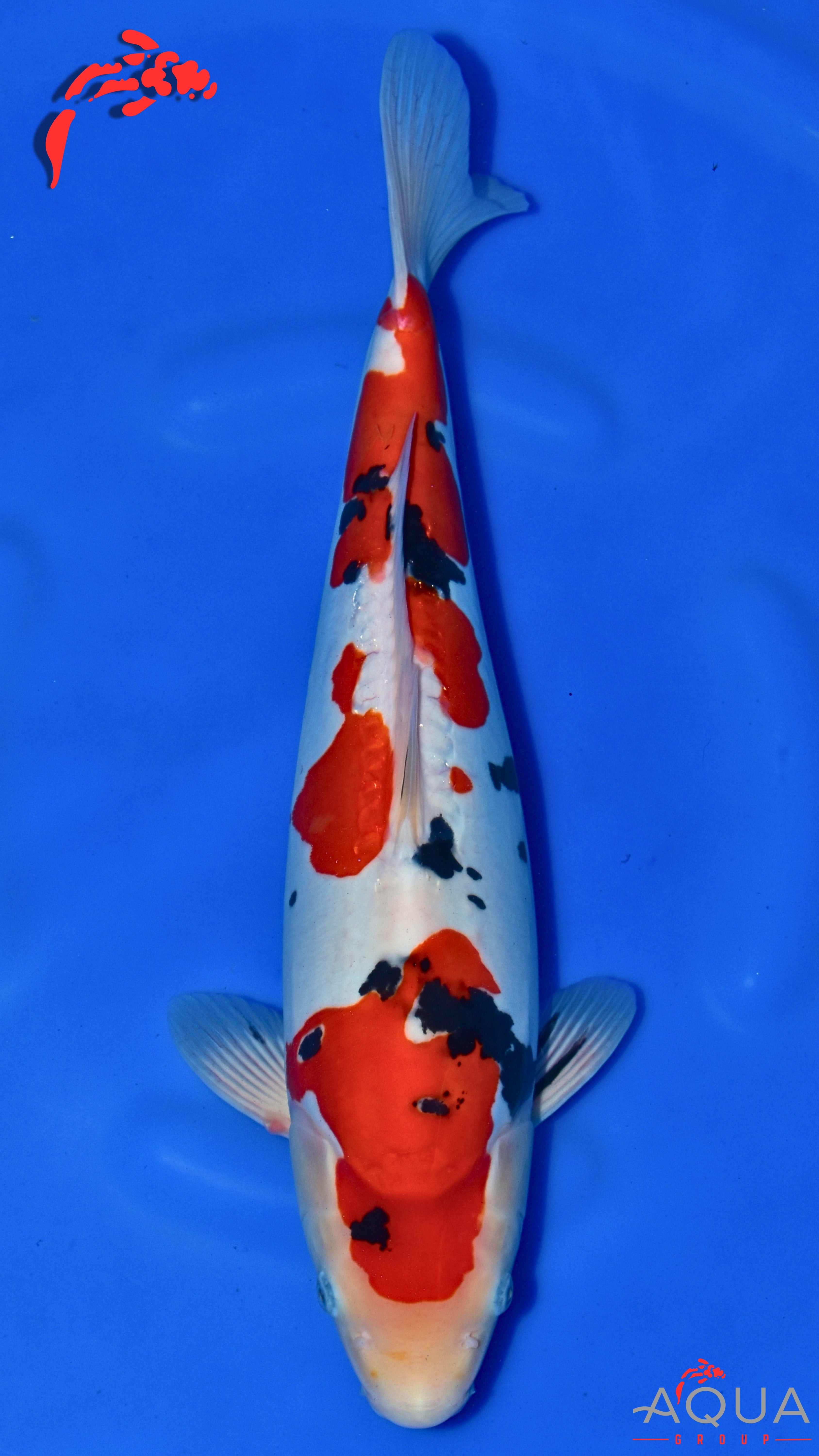 Doitsu Sanke - Okawa - Nisai - #02