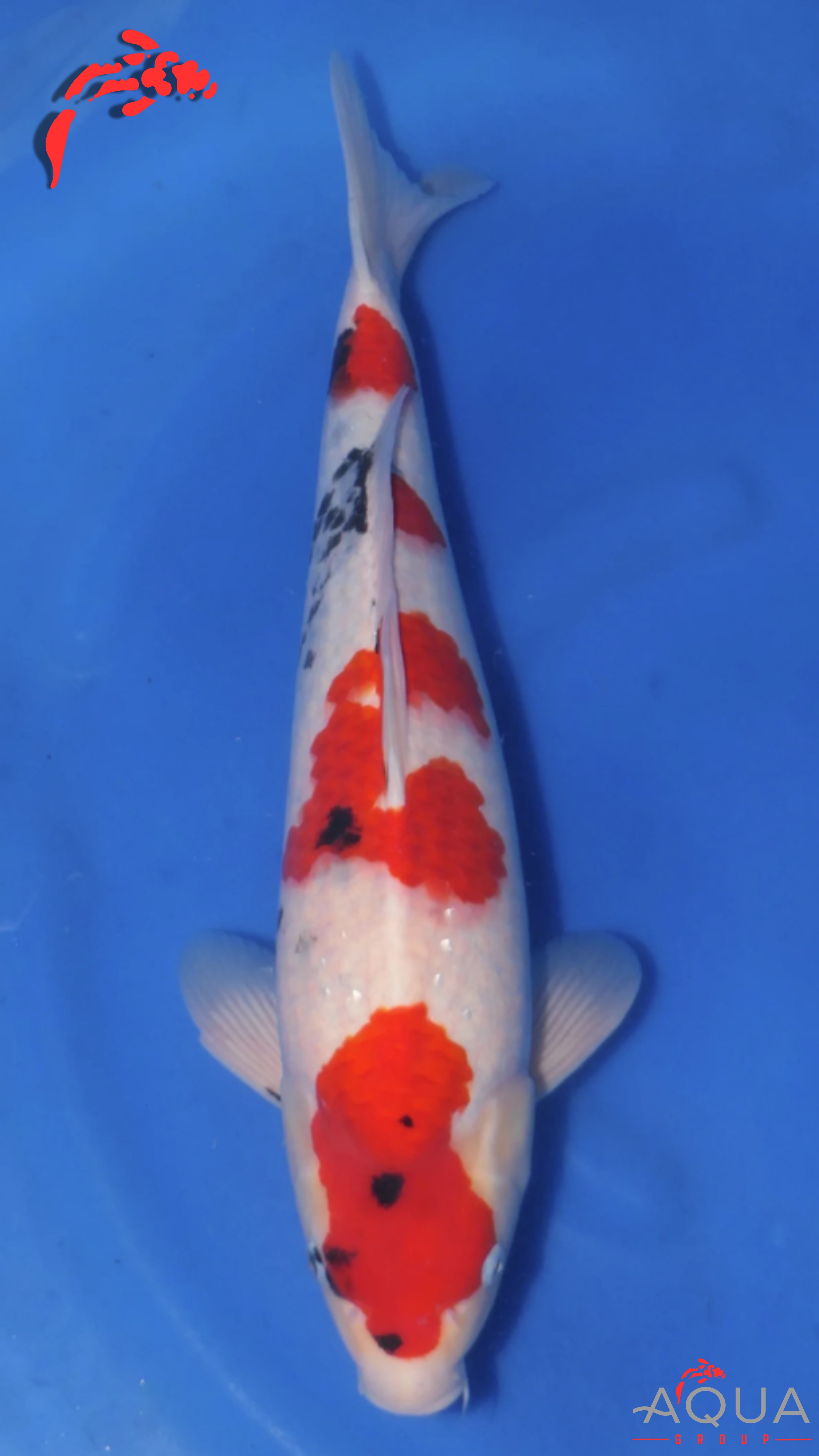 Sanke - Beppu - Nisai