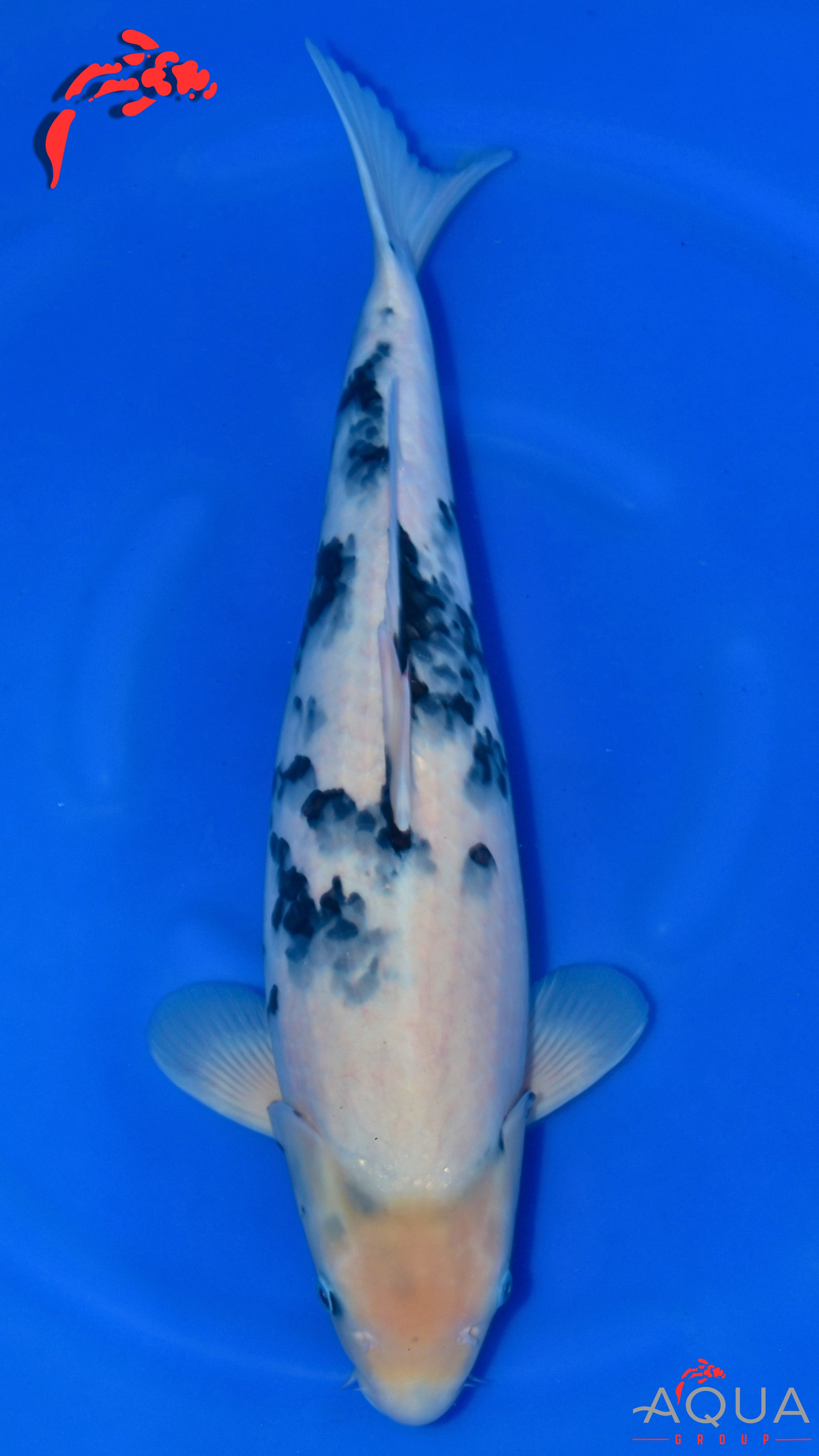 Shiro Utsuri - Omosako - Sansai - #01