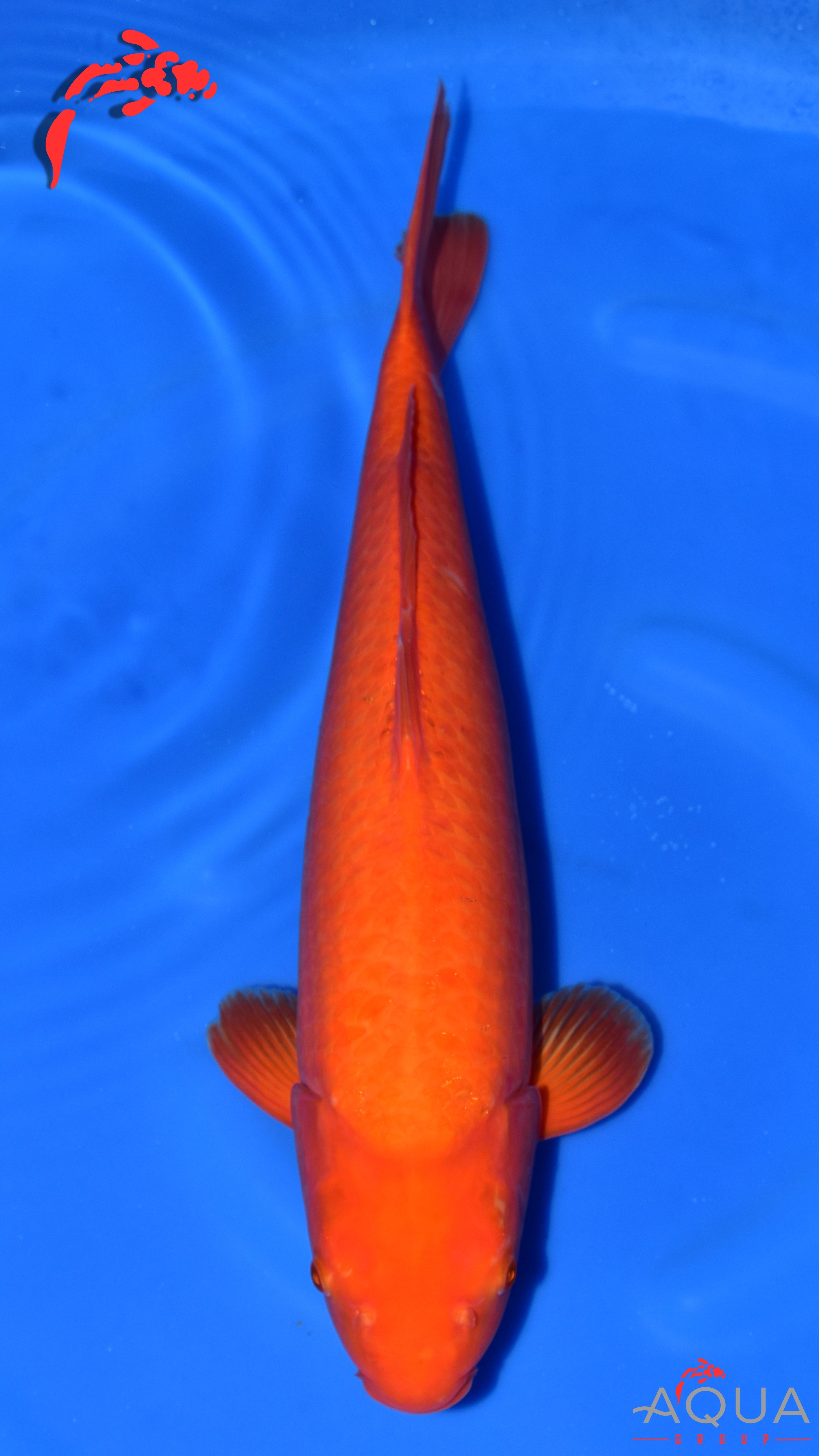 Gin Rin Benigoi - Ogata - Nisai - #01