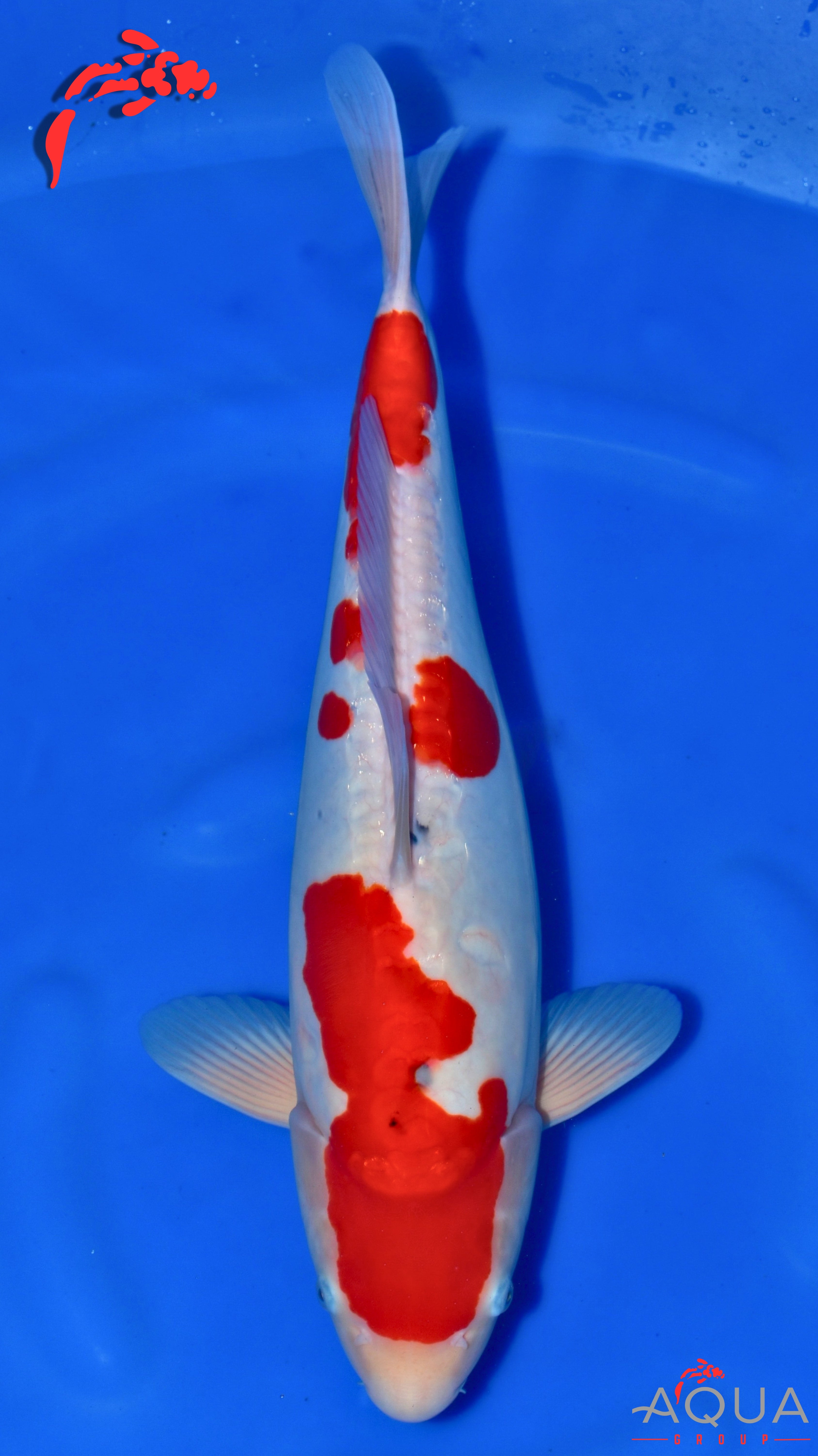 Doitsu Sanke - Okawa - Nisai - #01