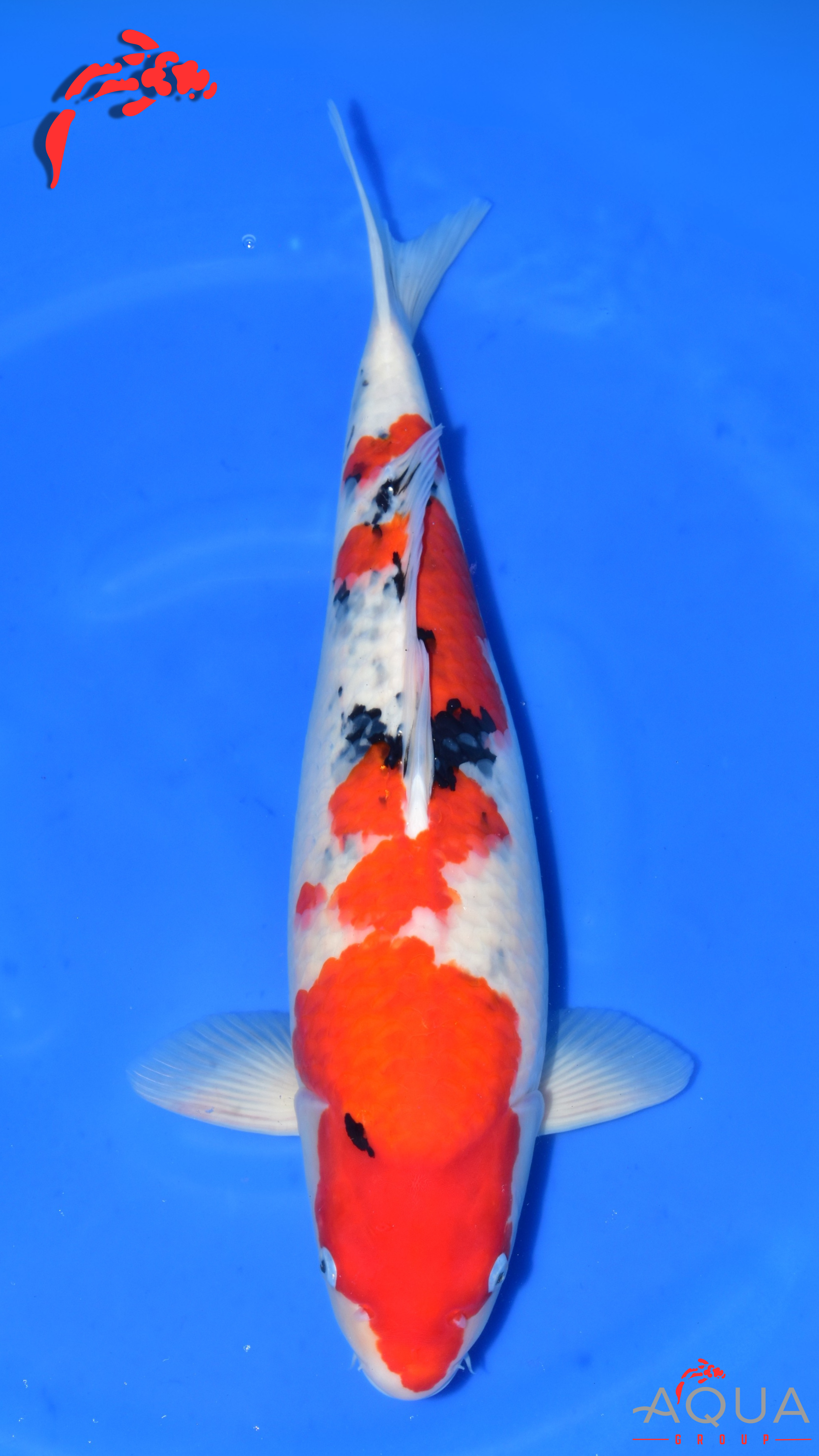 Sanke - Suetsugu - Nisai - #02