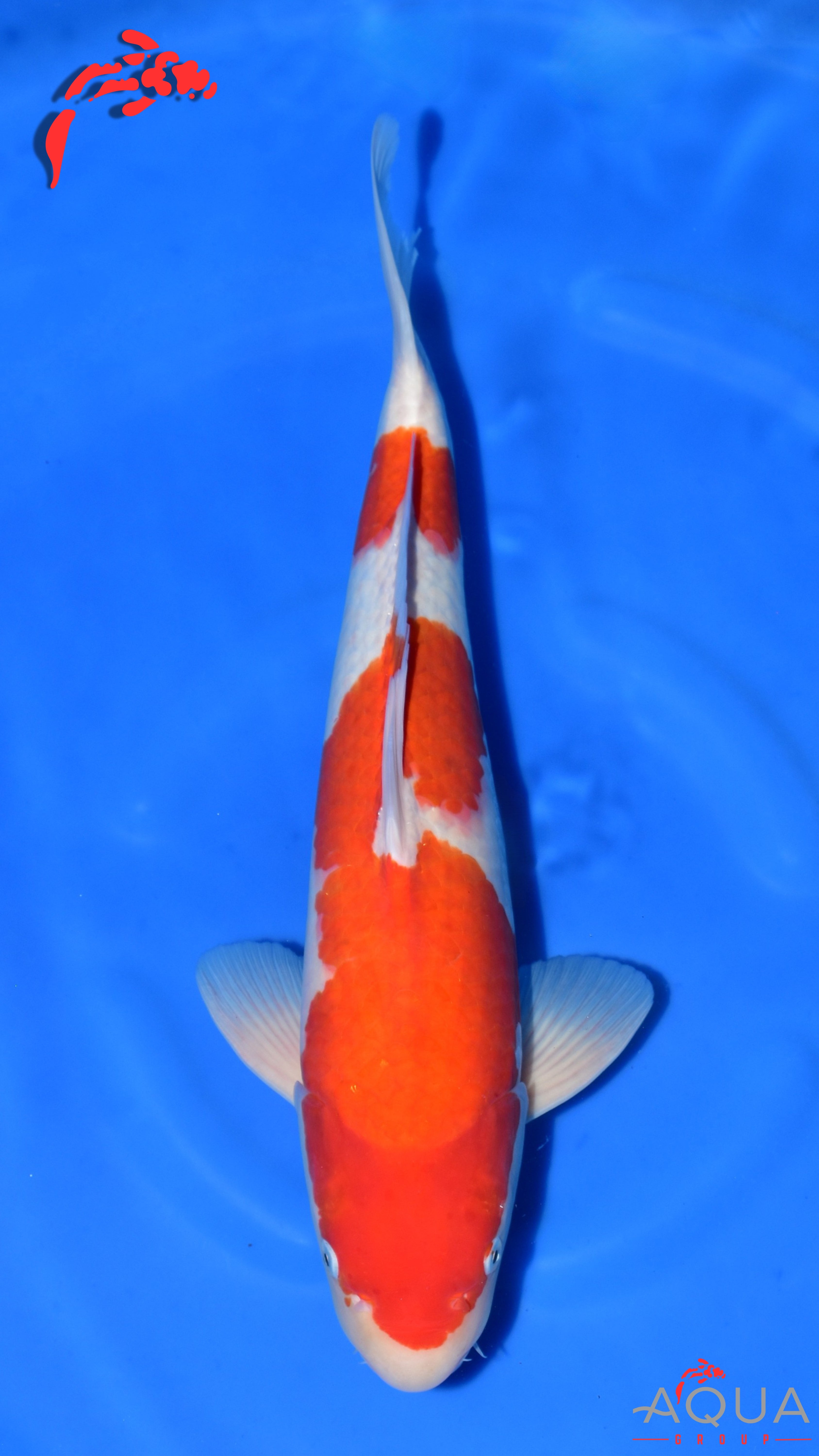 Kohaku - Maruchiku - Nisai - #03