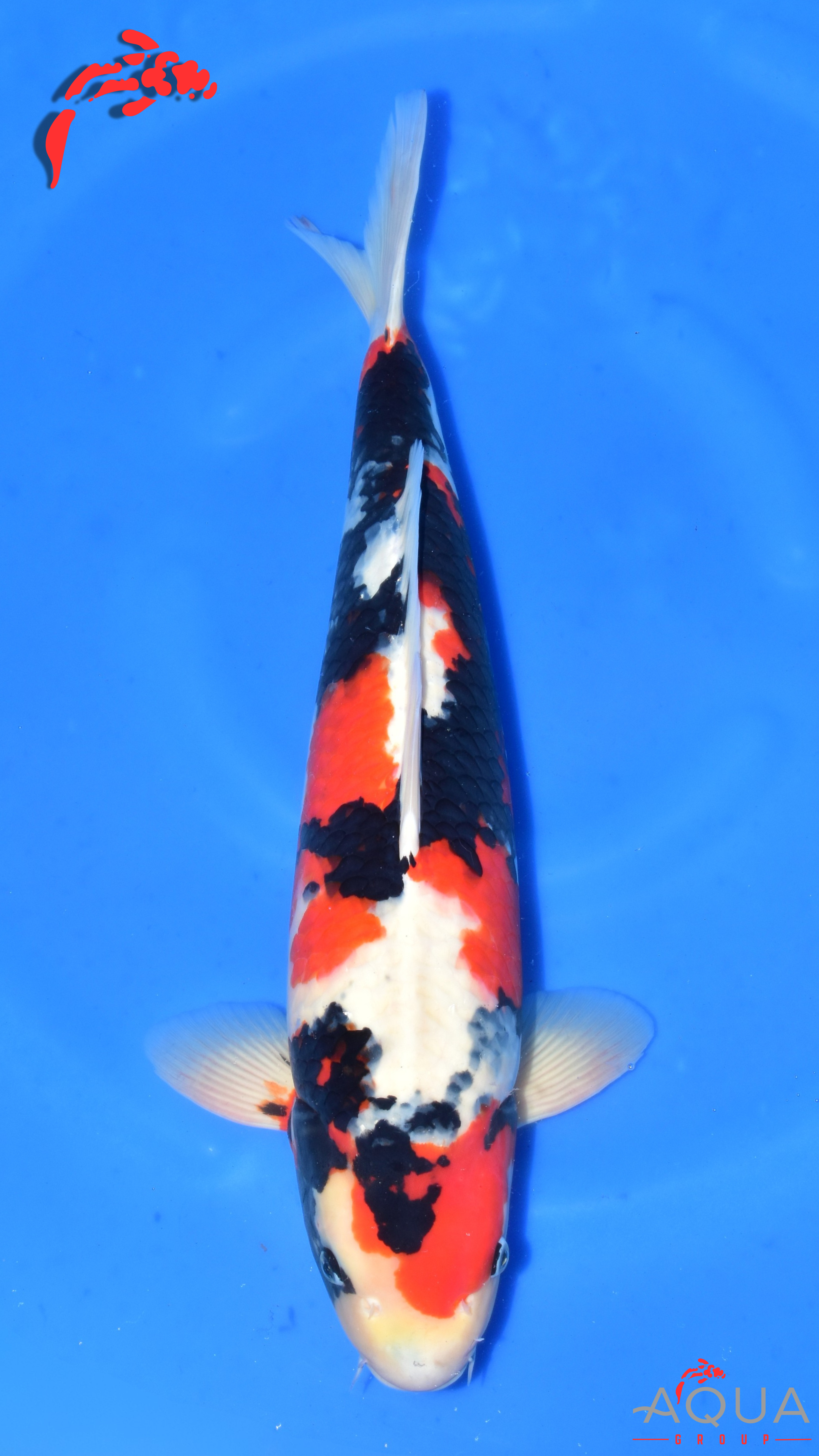 Showa - Suetsugu - Nisai - #01