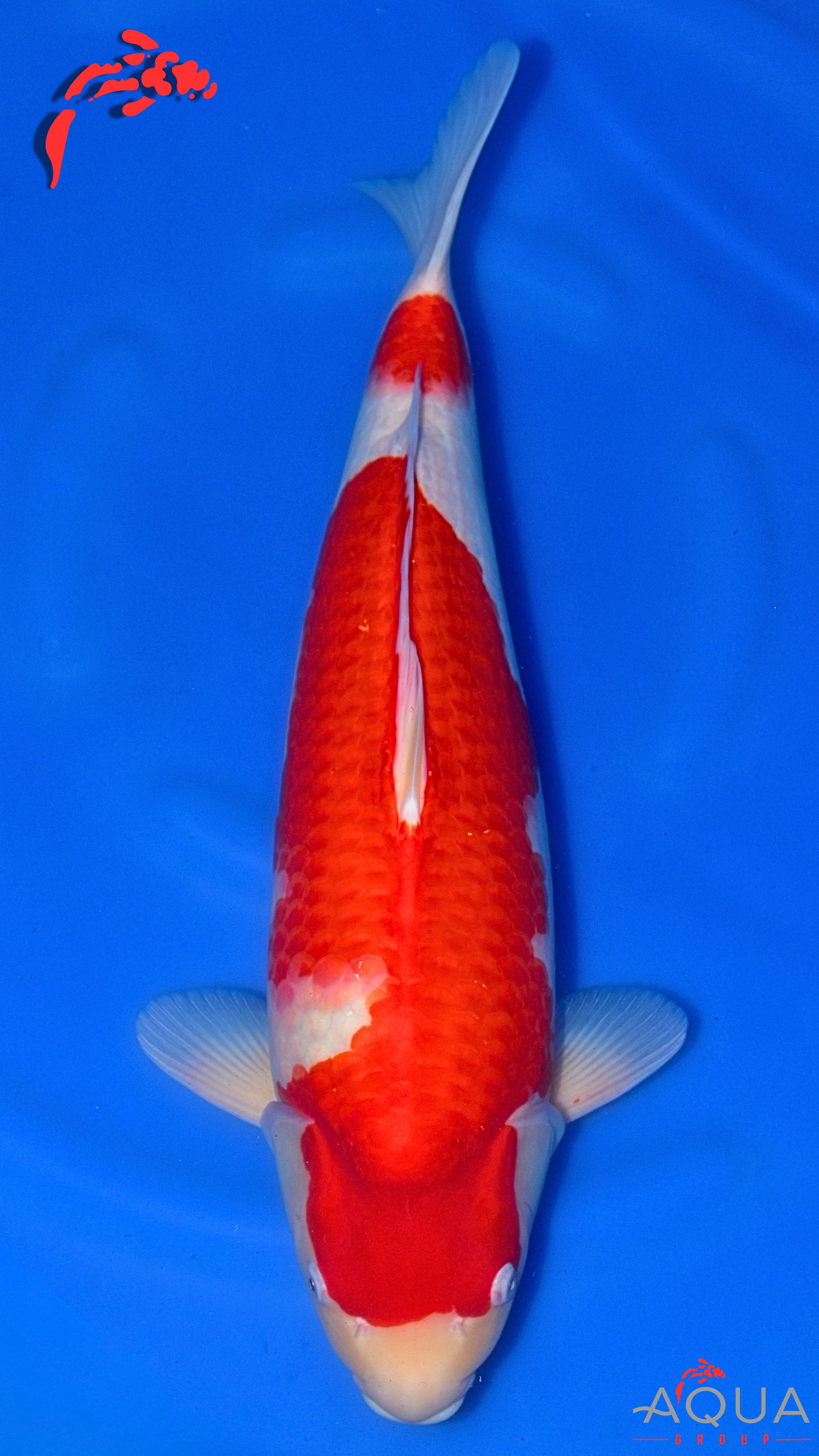 Kohaku - Okawa - Nisai - #03