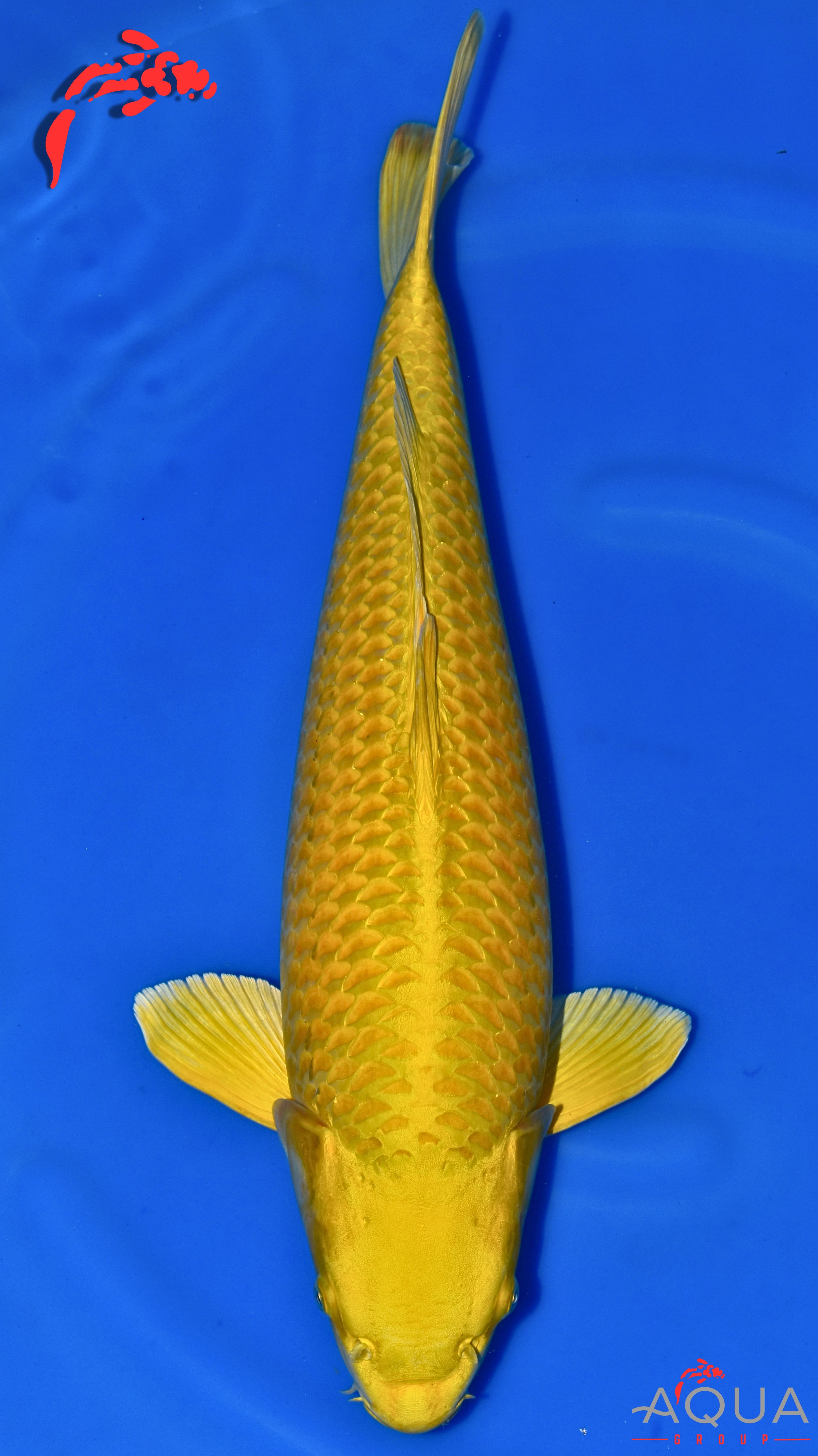 Yamabuki - Okawa - Sansai - #02