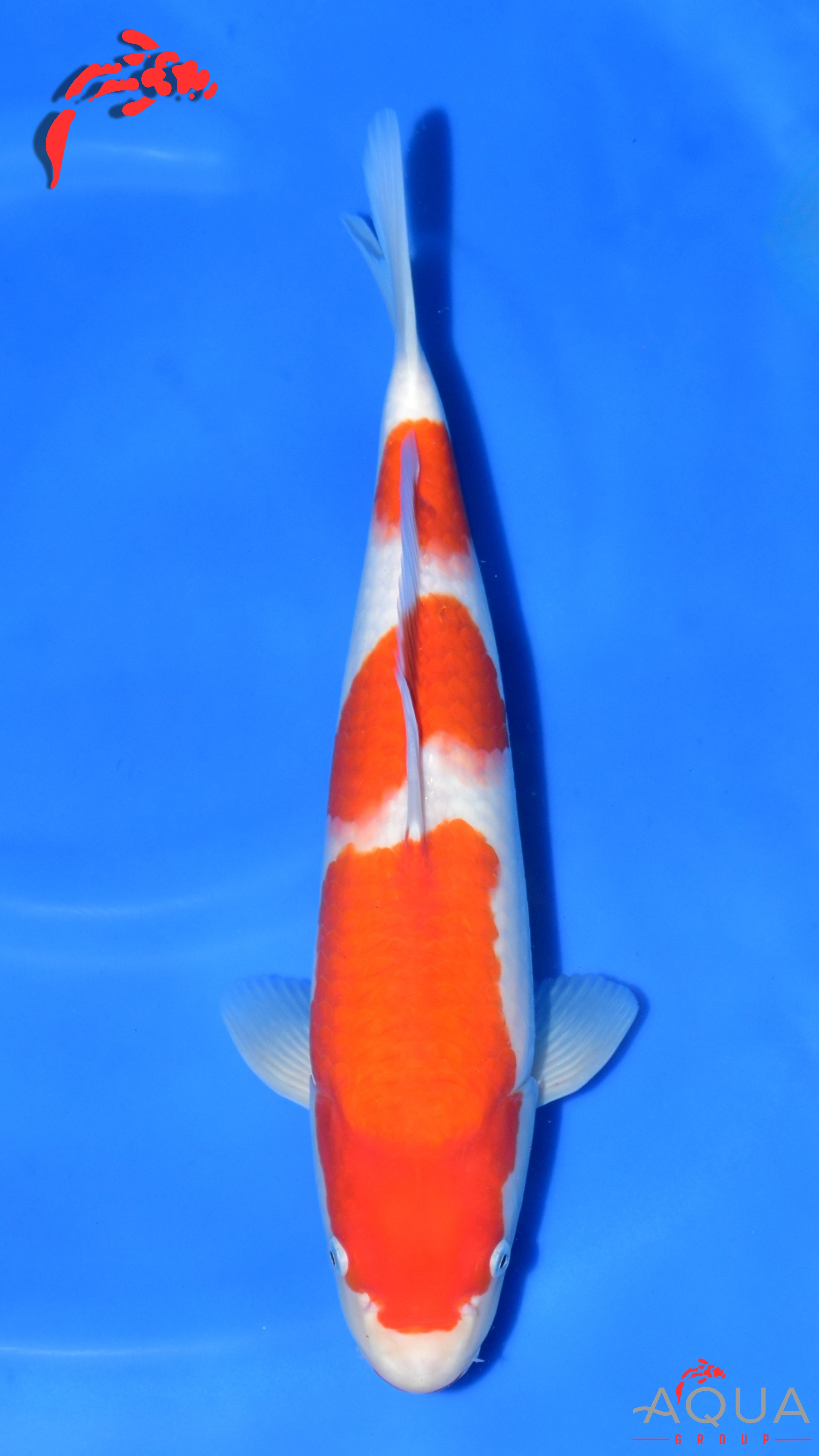 Kohaku - Maruchiku - Nisai - #04