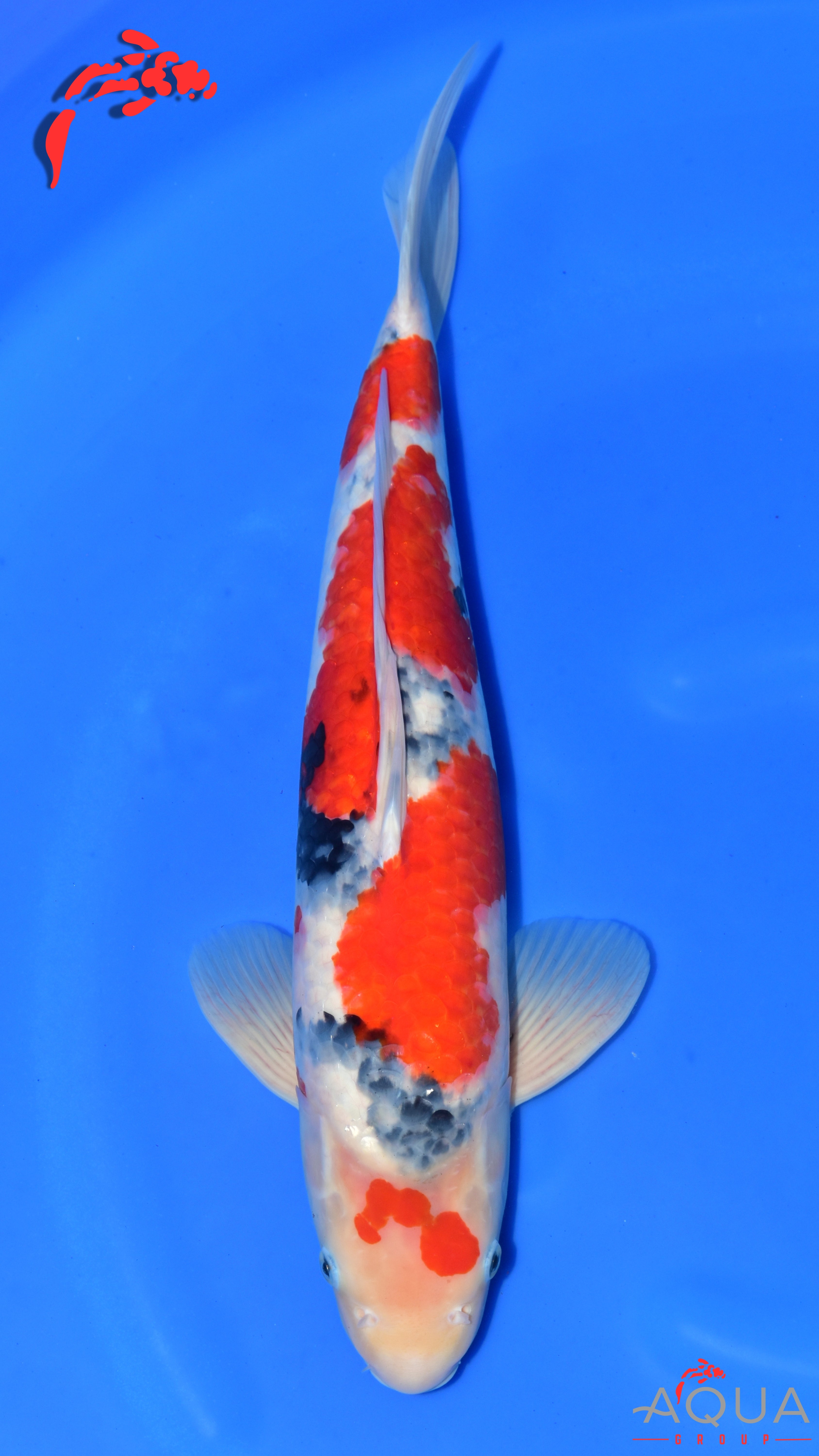 Showa - Maruchiku - Nisai - #01