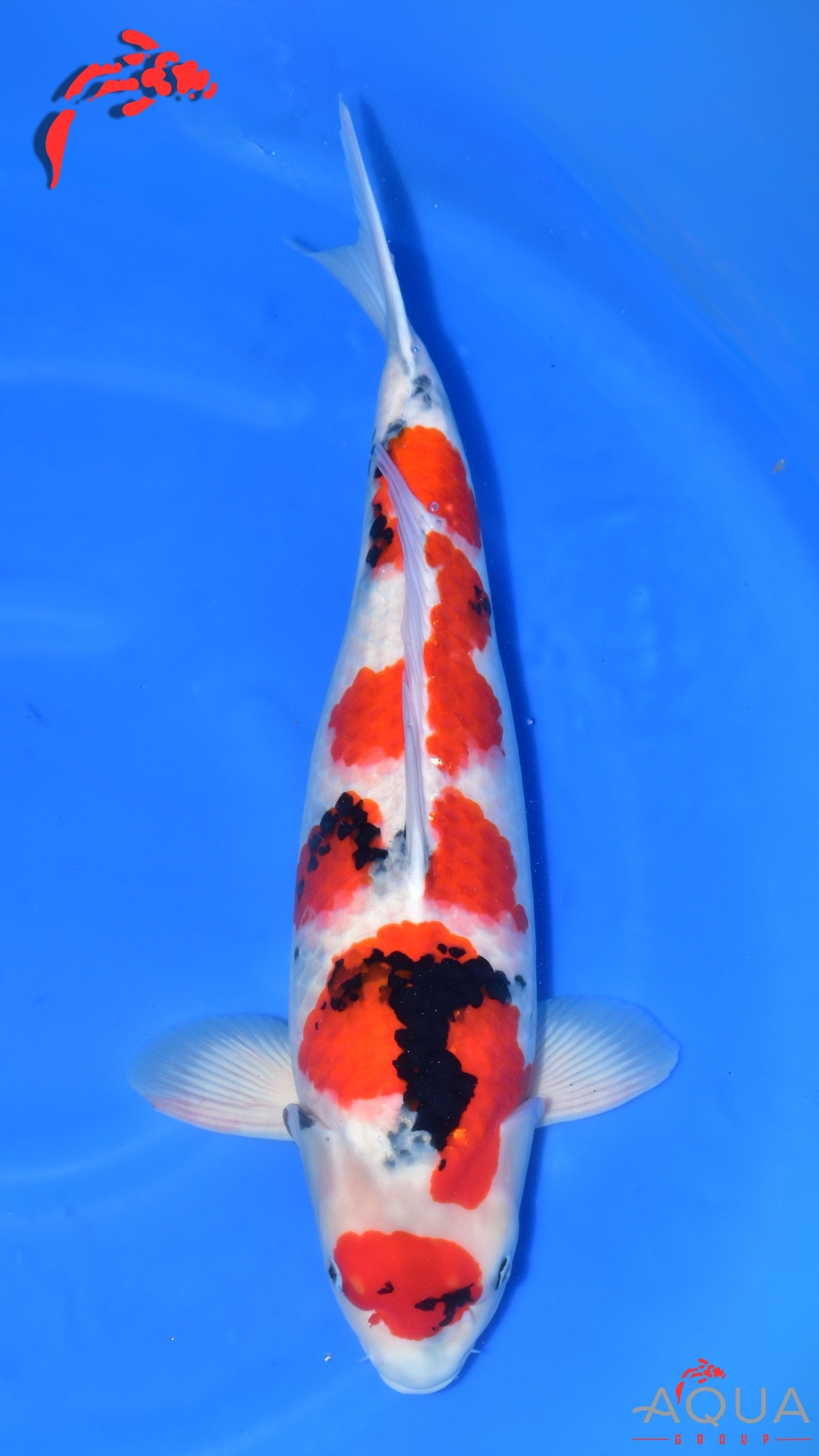 Showa - Suetsugu - Sansai - #01