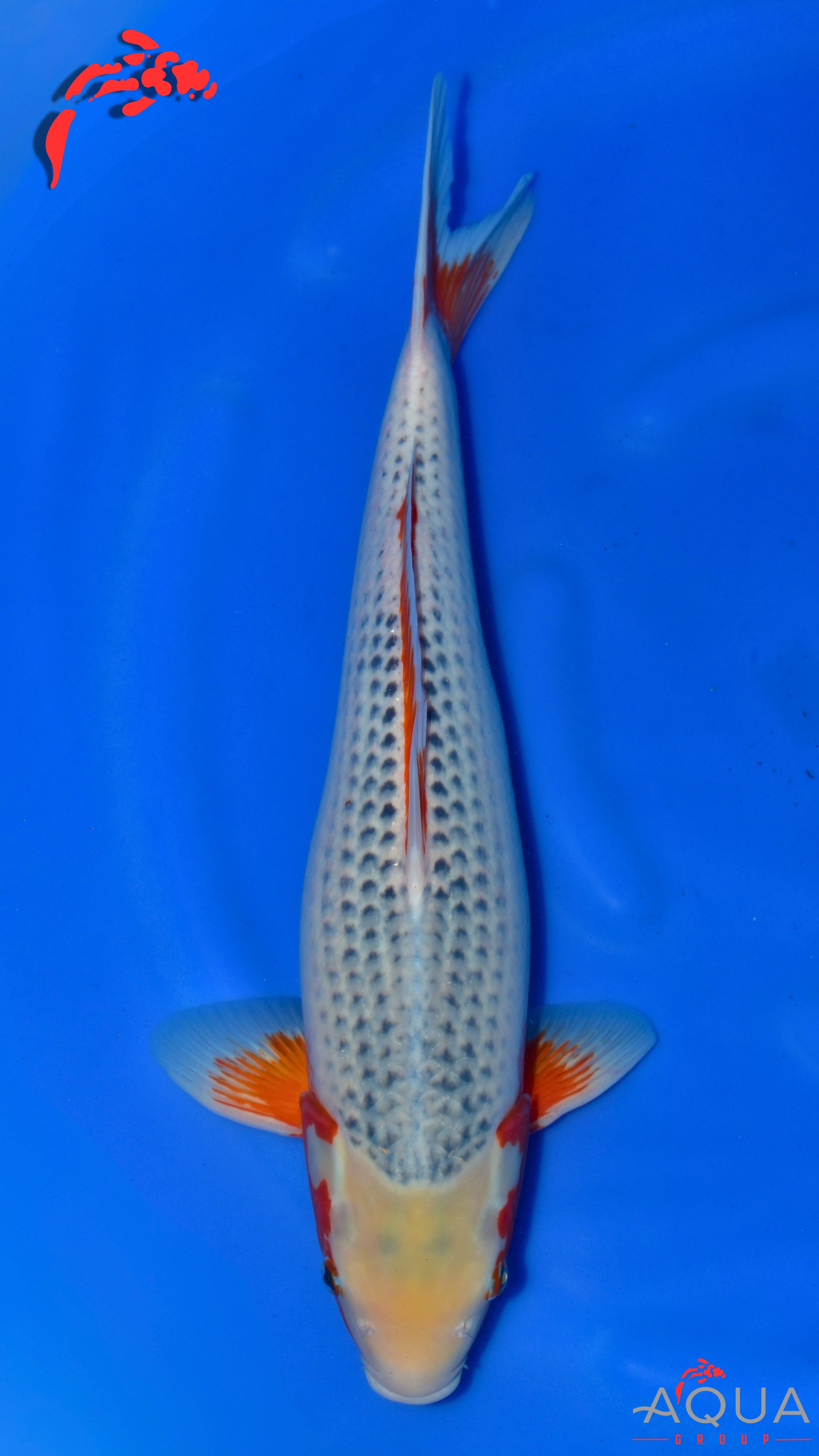 Asagi - Ogata - Nisai - #03