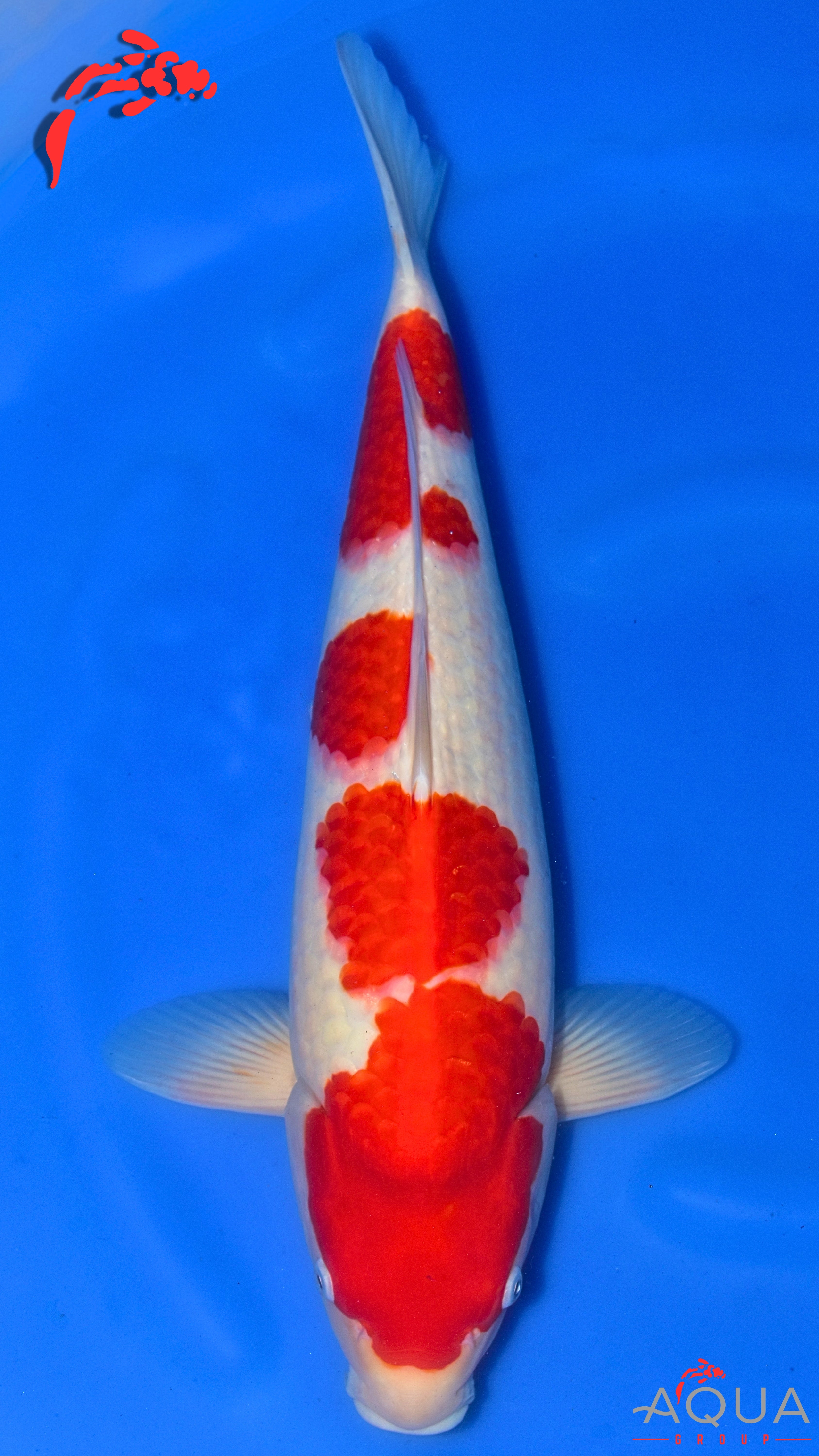 Kohaku - Okawa - Nisai - #02