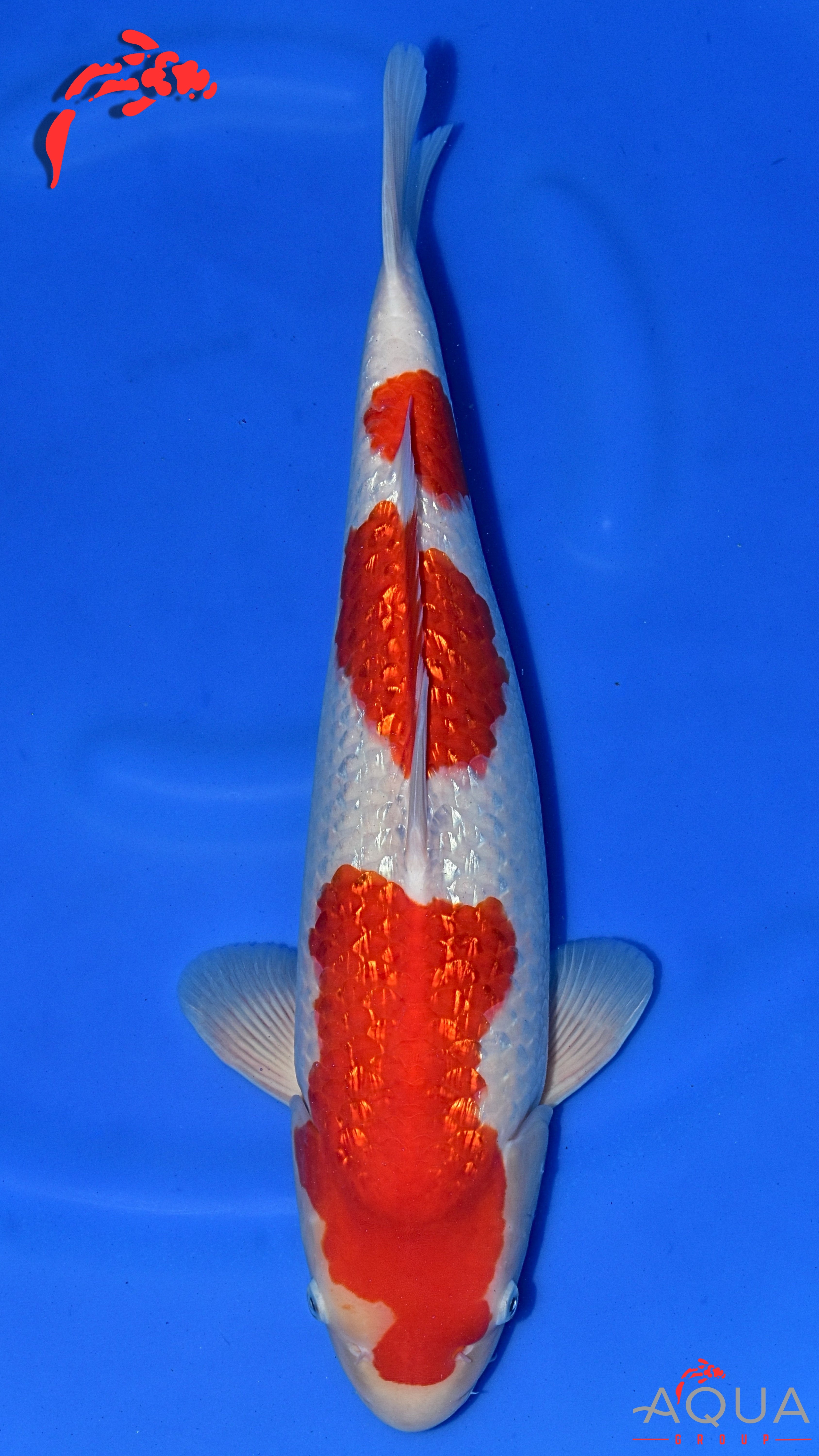 Gin Rin Kohaku - Okawa - Nisai - #01