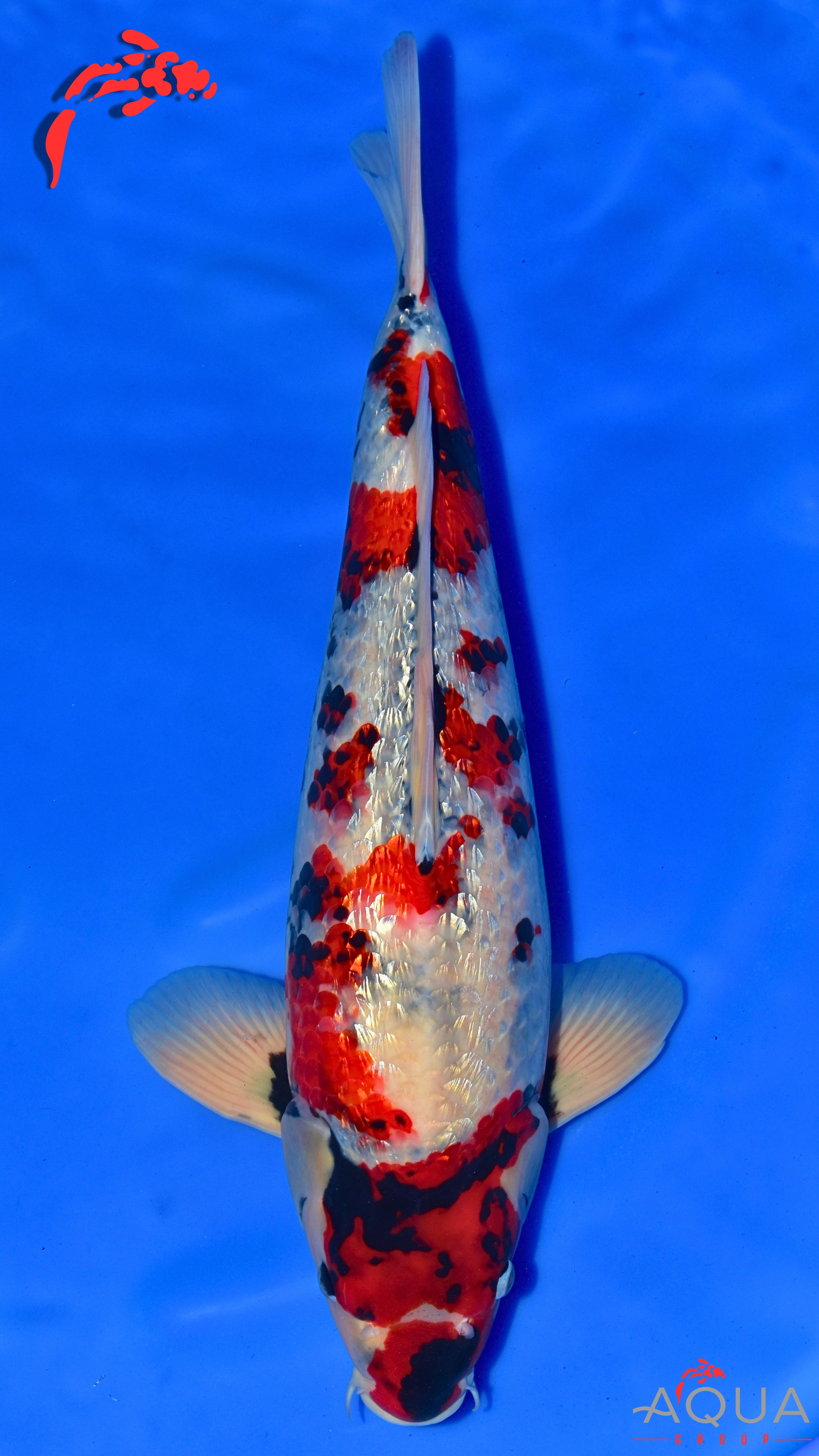 Gin Rin Showa - Okawa - Nisai - #01