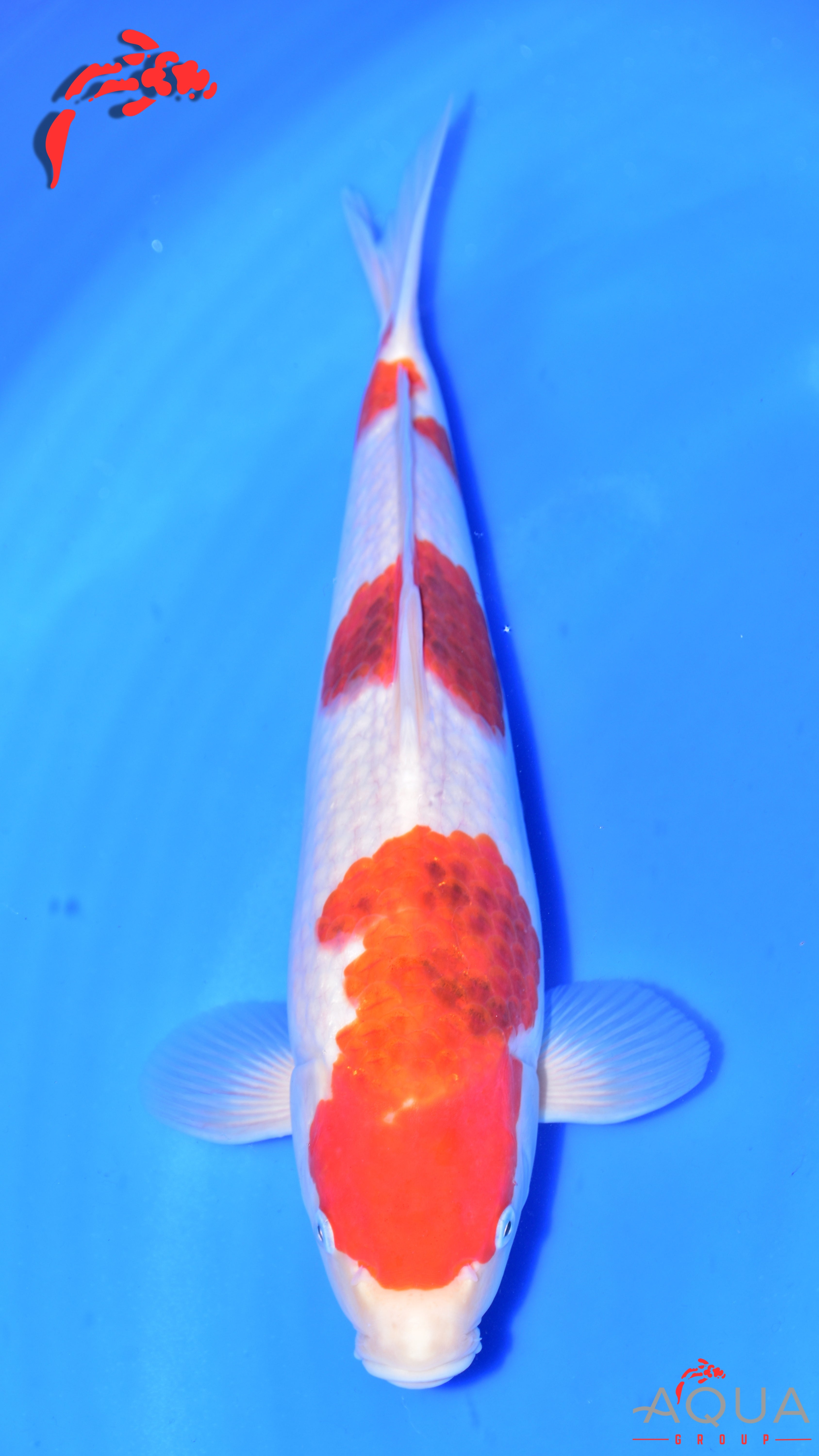 Goromo - Matsue - Jumbo Tosai - #02