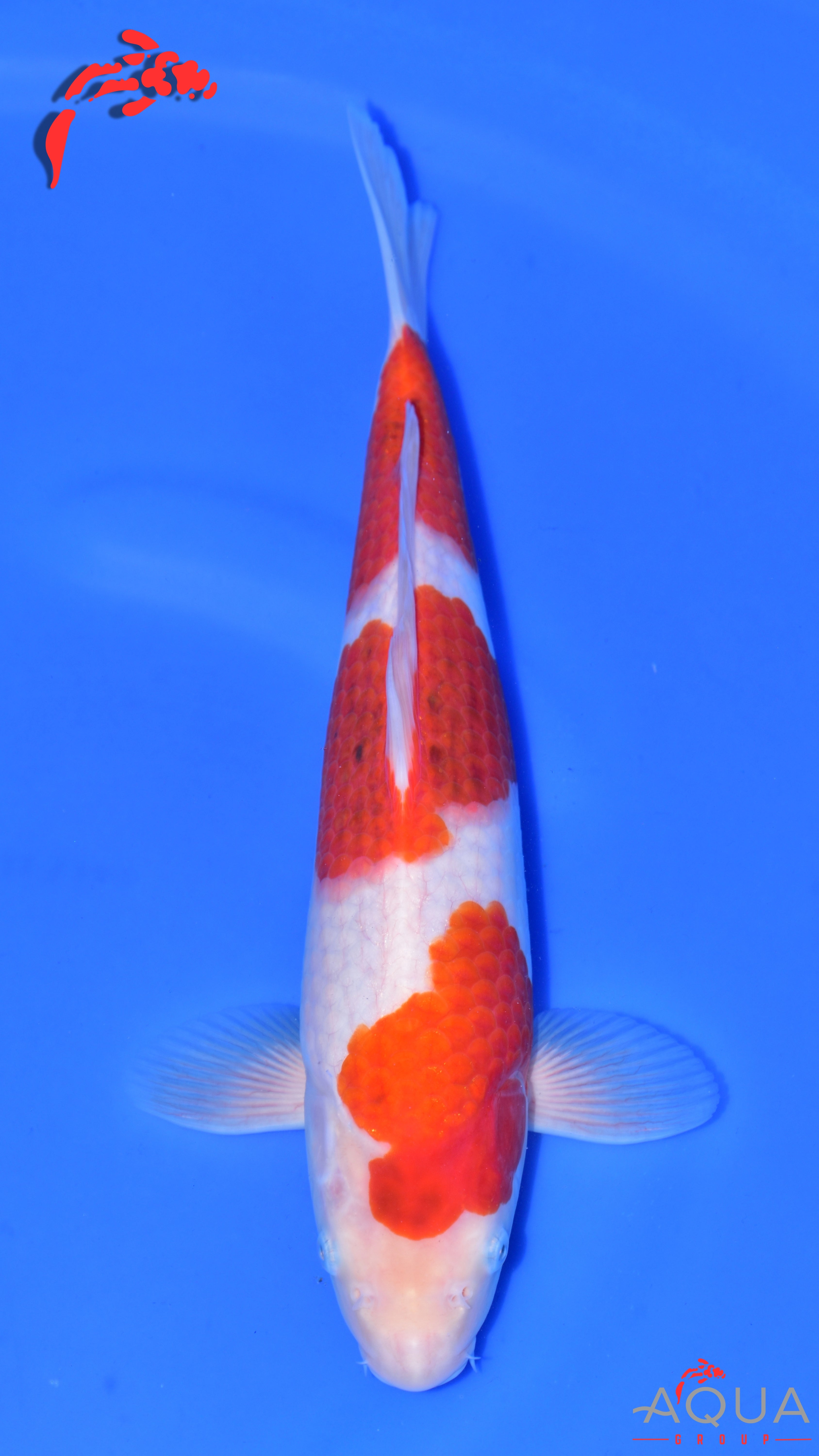 Goromo - Matsue - Jumbo Tosai - #01