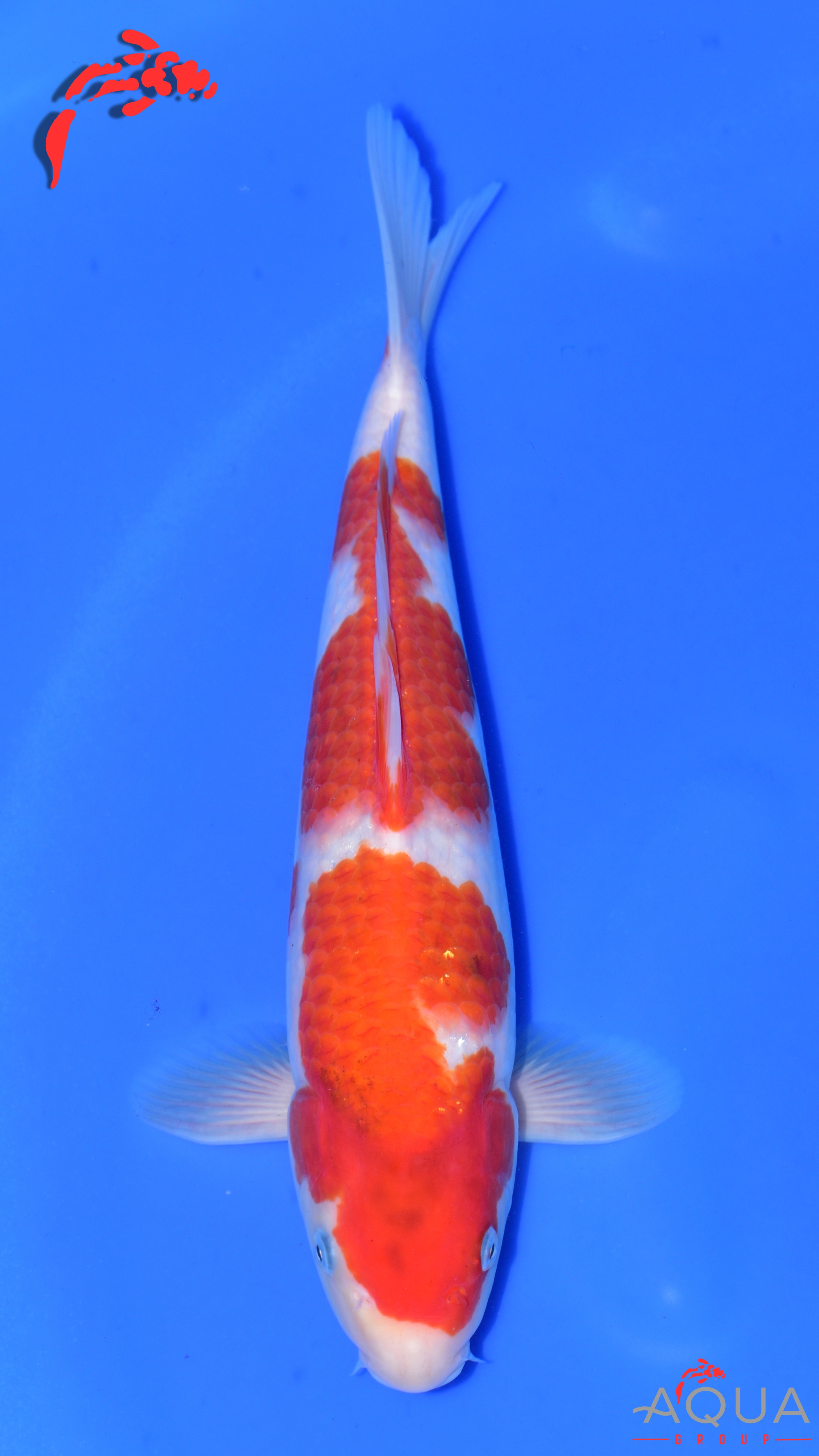 Goromo - Matsue - Jumbo Tosai - #04