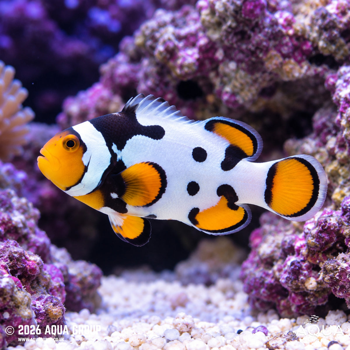 Bali Aquarich Nebula Clownfish - Amphiprion percula