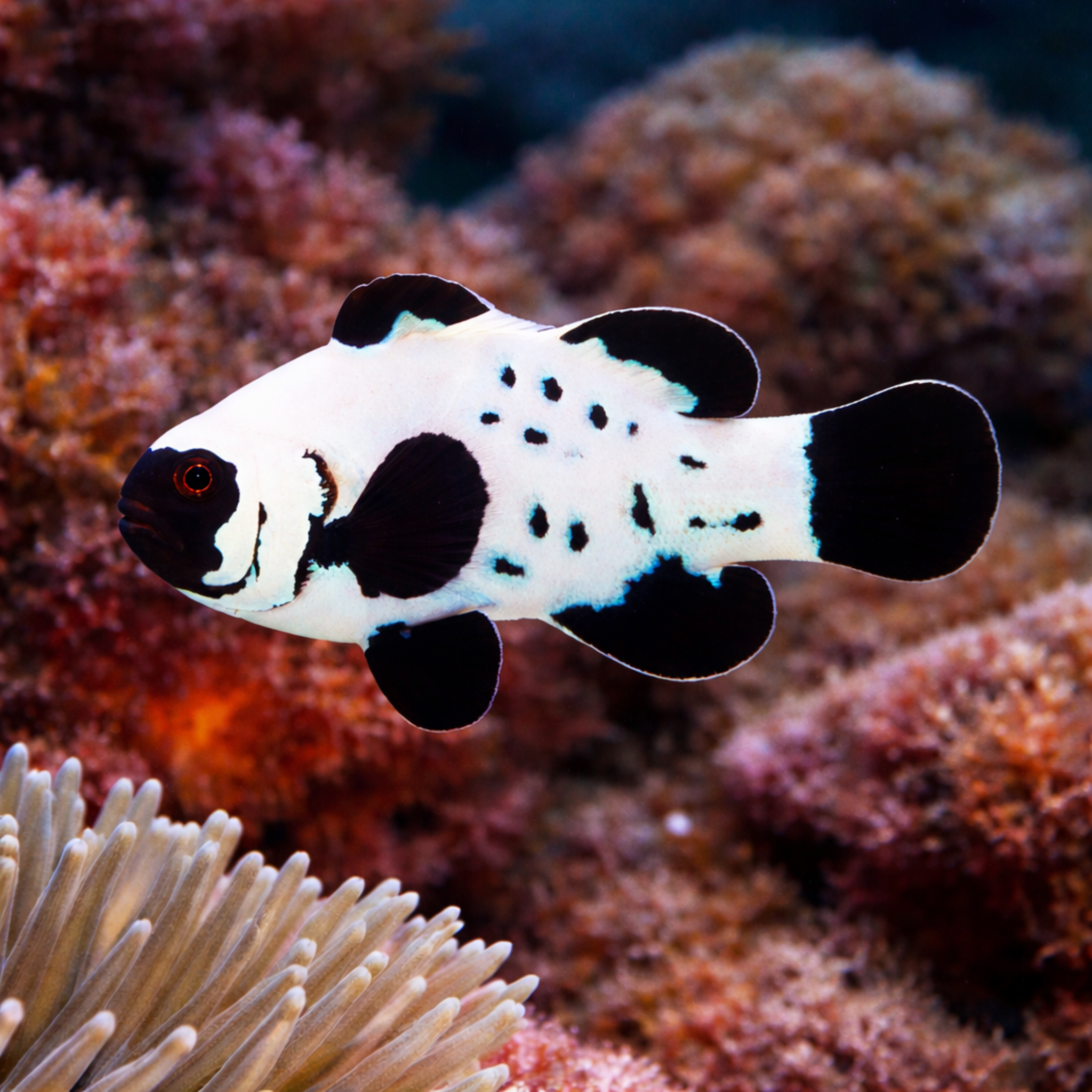 Bali Aquarich Black Frostbite Clownfish
