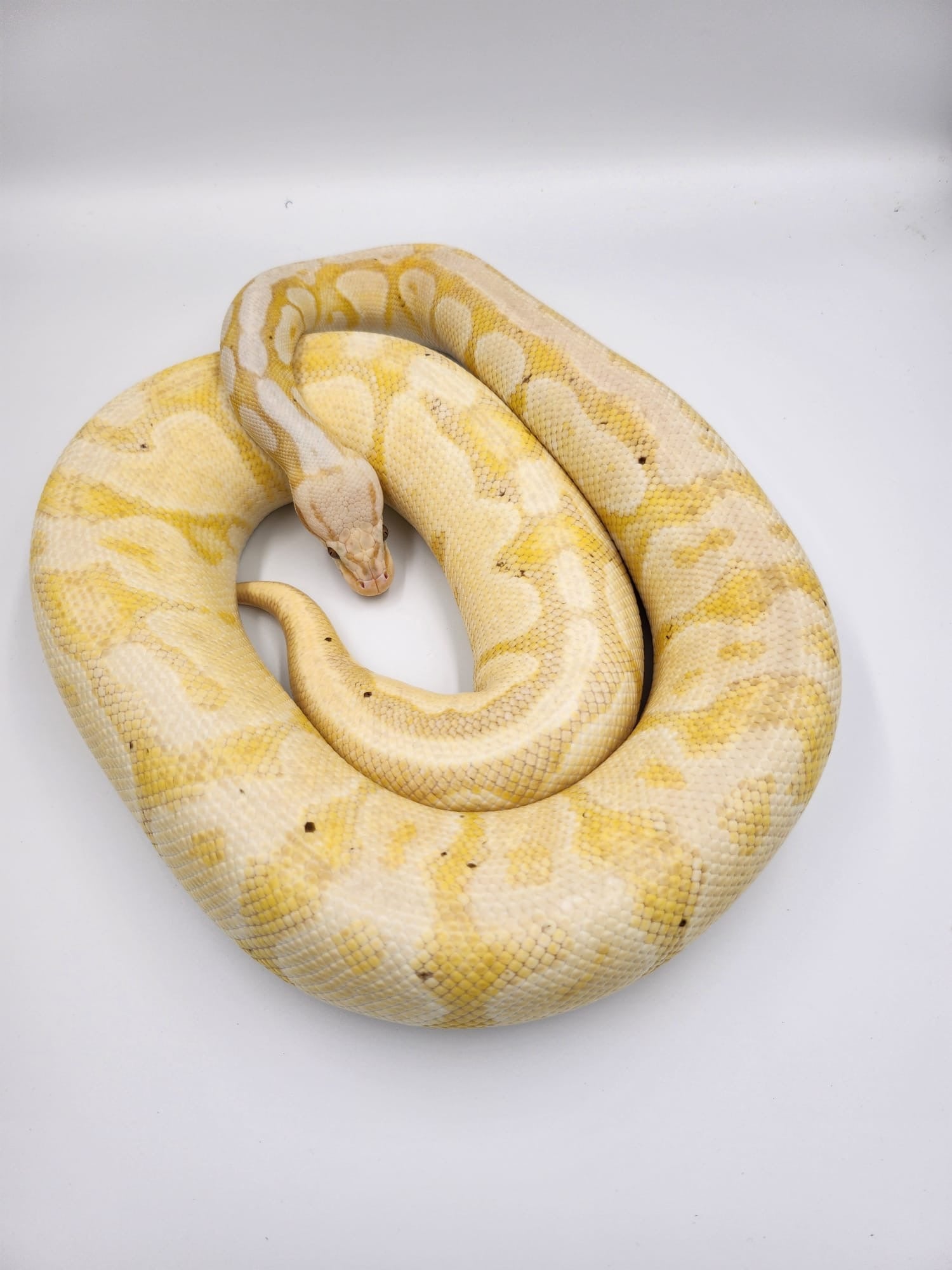 Banana Firefly Royal Python-Adult (Female)