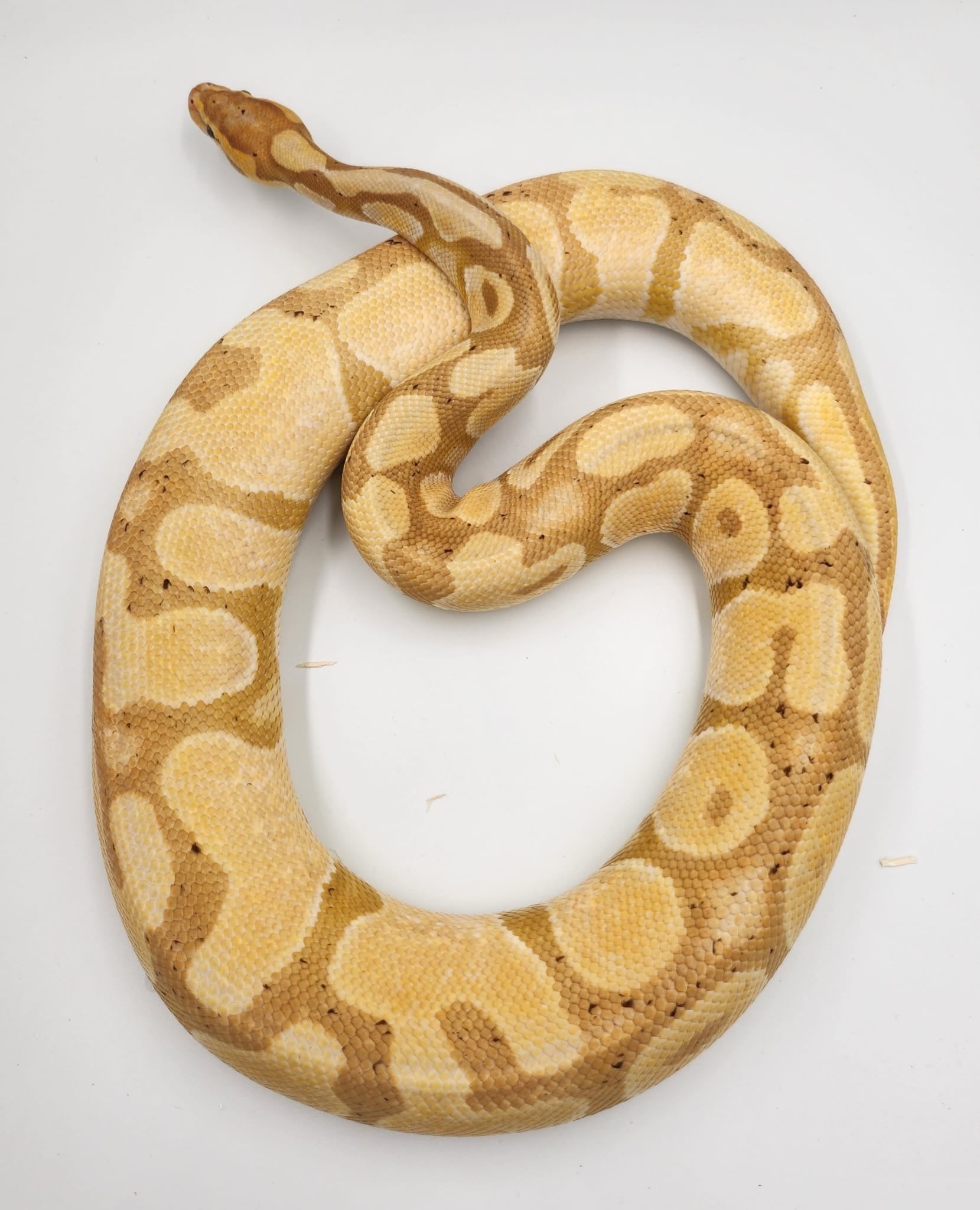 Banana Firefly Sub-Adult Royal Python (Female)