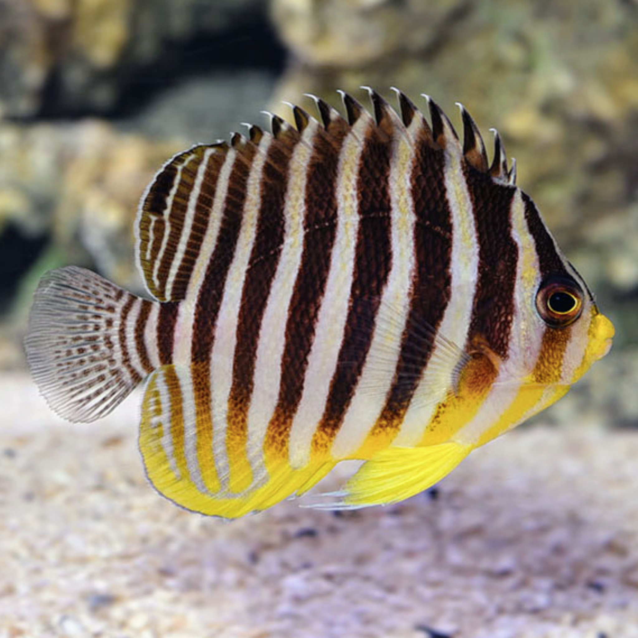 Banded Angelfish - Yellow - Aqua Group