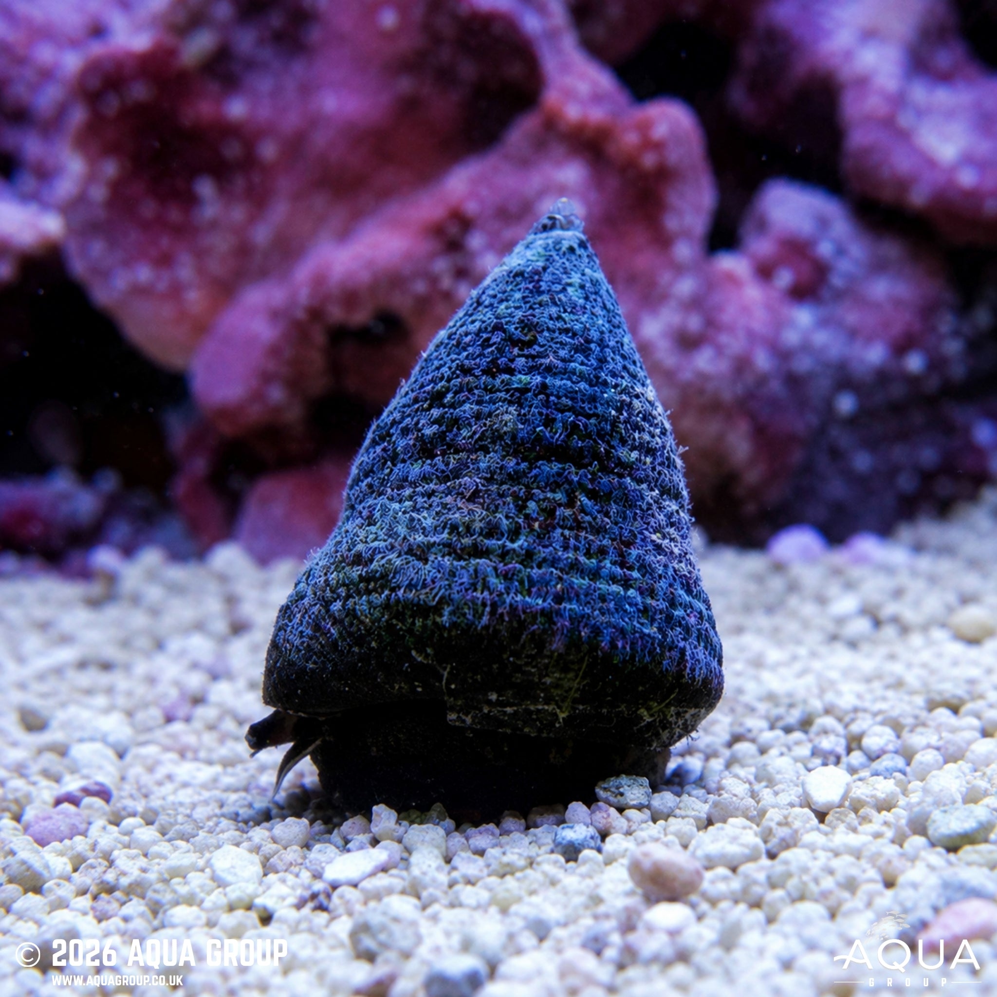 Banded Trochus Snail - Trochus histrio