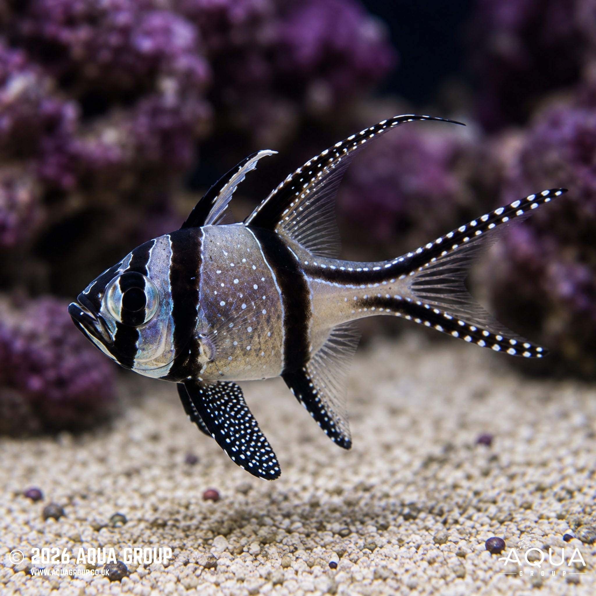 Banggai Cardinalfish - Pterapogon kauderni (Wild)