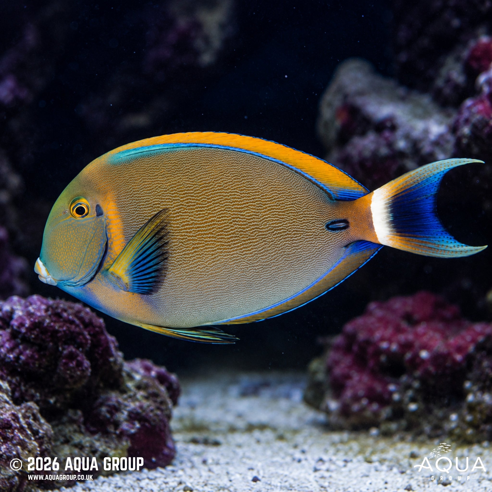 Bariene Tang - Acanthurus Bariene - Aqua Group