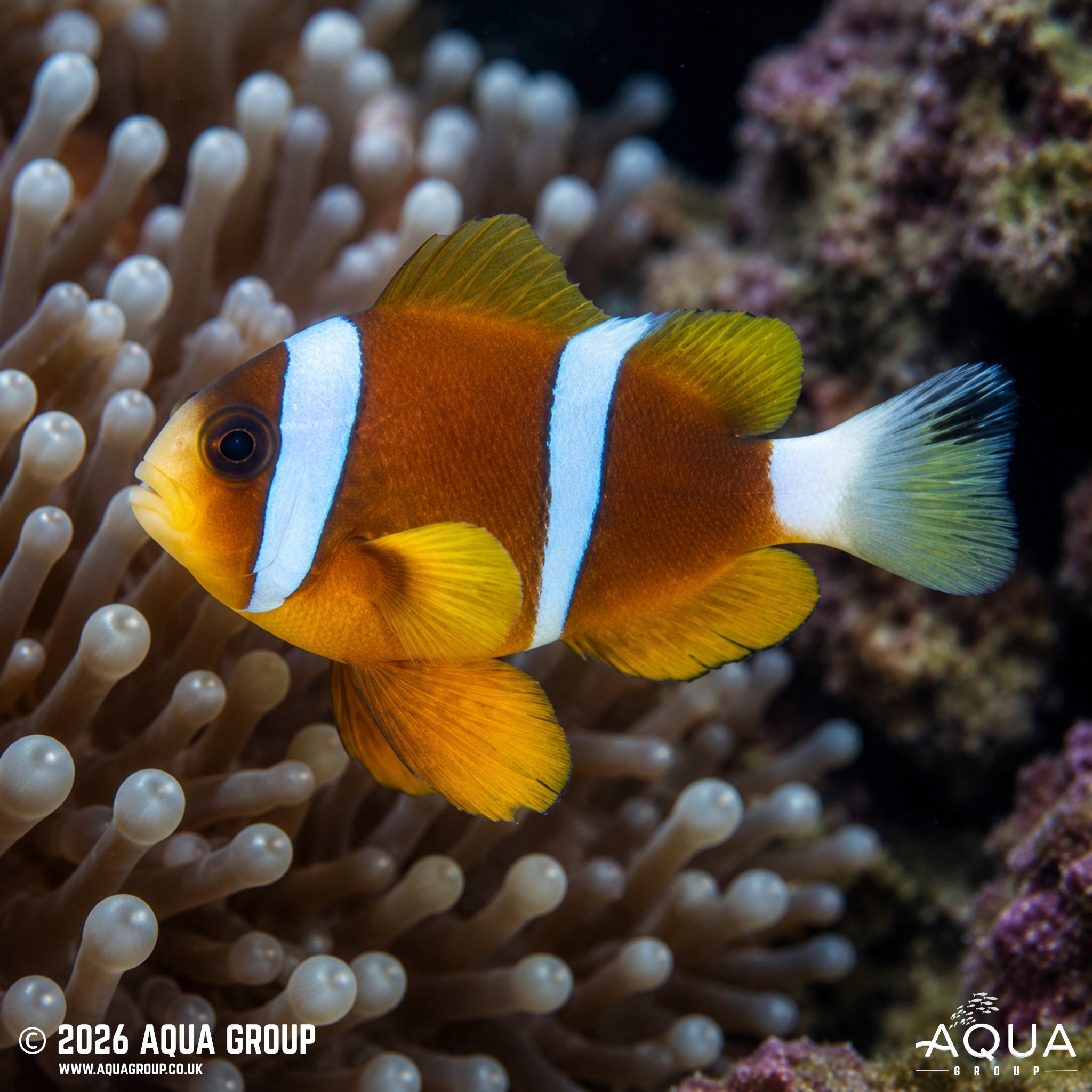 Barrier Reef Clownfish - Amphiprion akindynos
