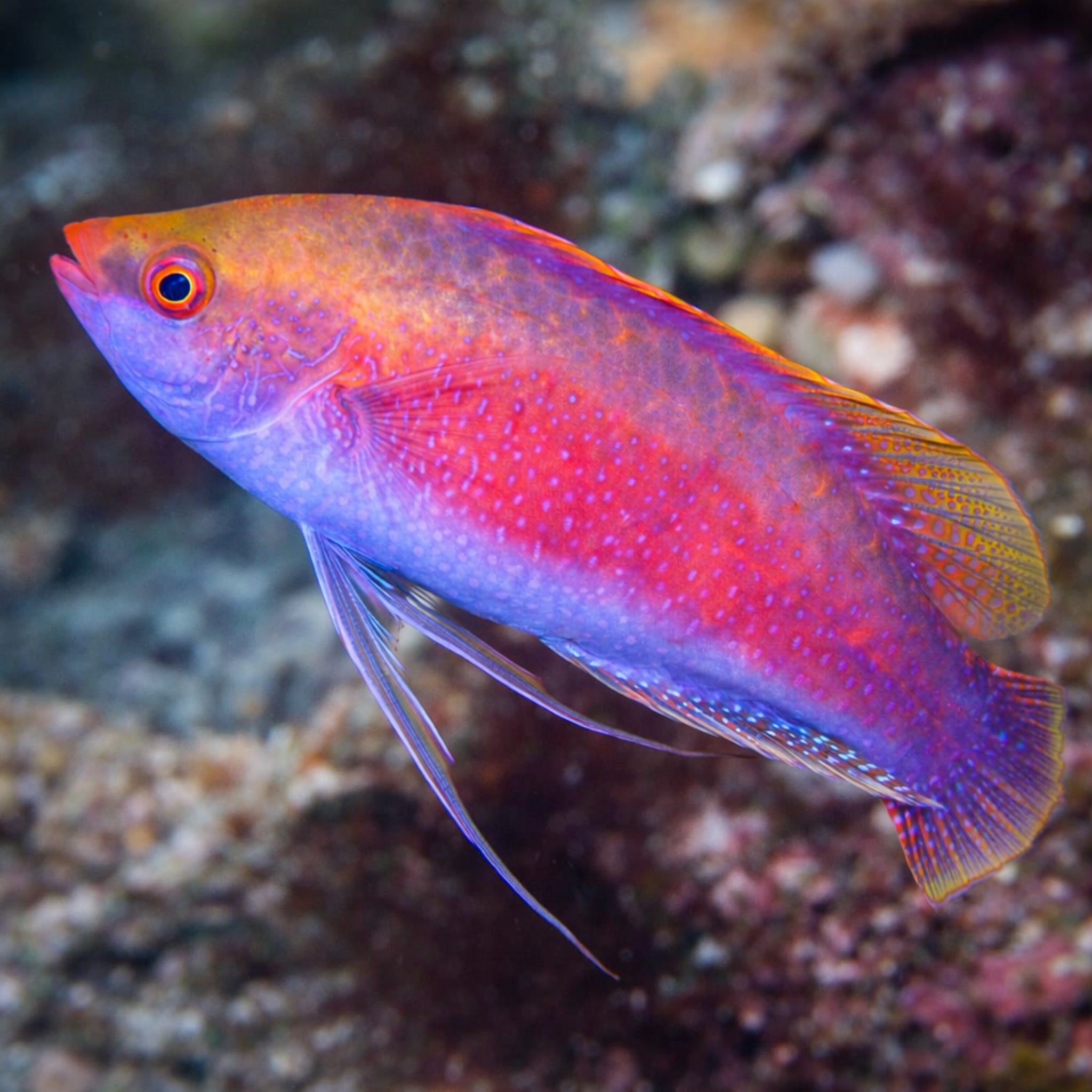 Beau's Fairy Wrasse - Cirrhilabrus beauperryi