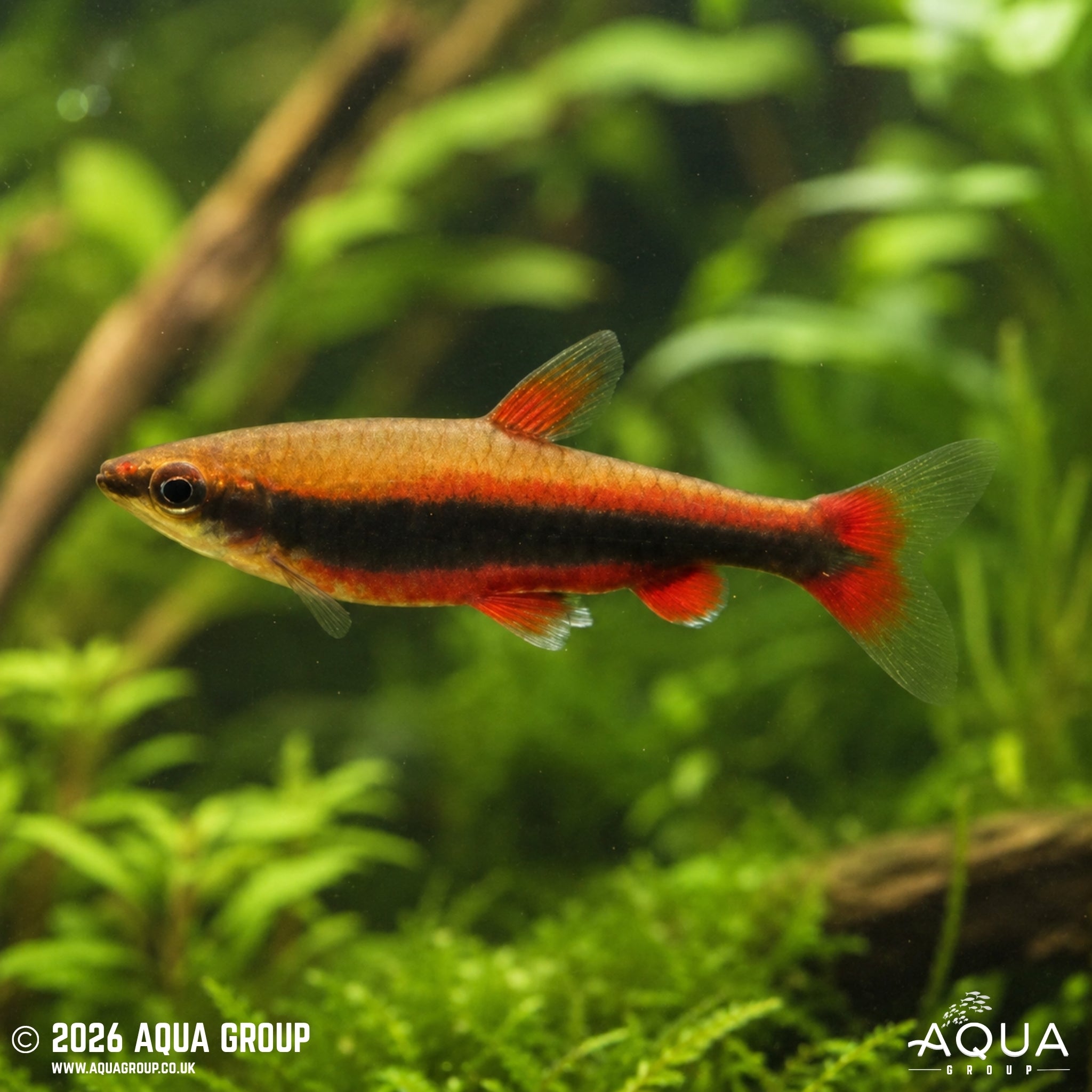 Beckford's Red Pencilfish - Nannostomus beckfordi